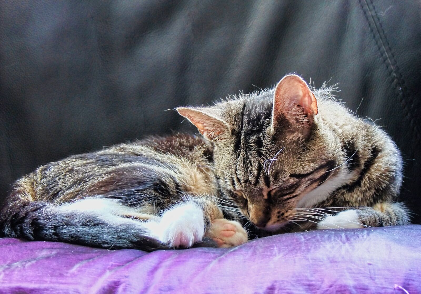 FujiFilm FinePix S200EXR (FinePix S205EXR) sample photo. Cat, feline, resting photography