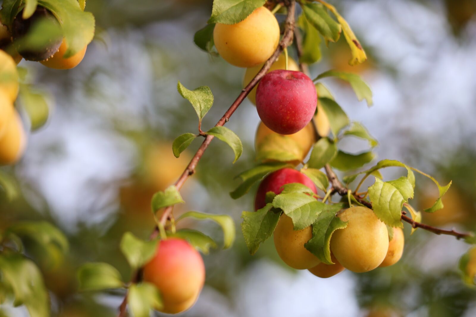 Canon EF 70-300 F4-5.6 IS II USM sample photo. Red plum, fruit, unripe photography