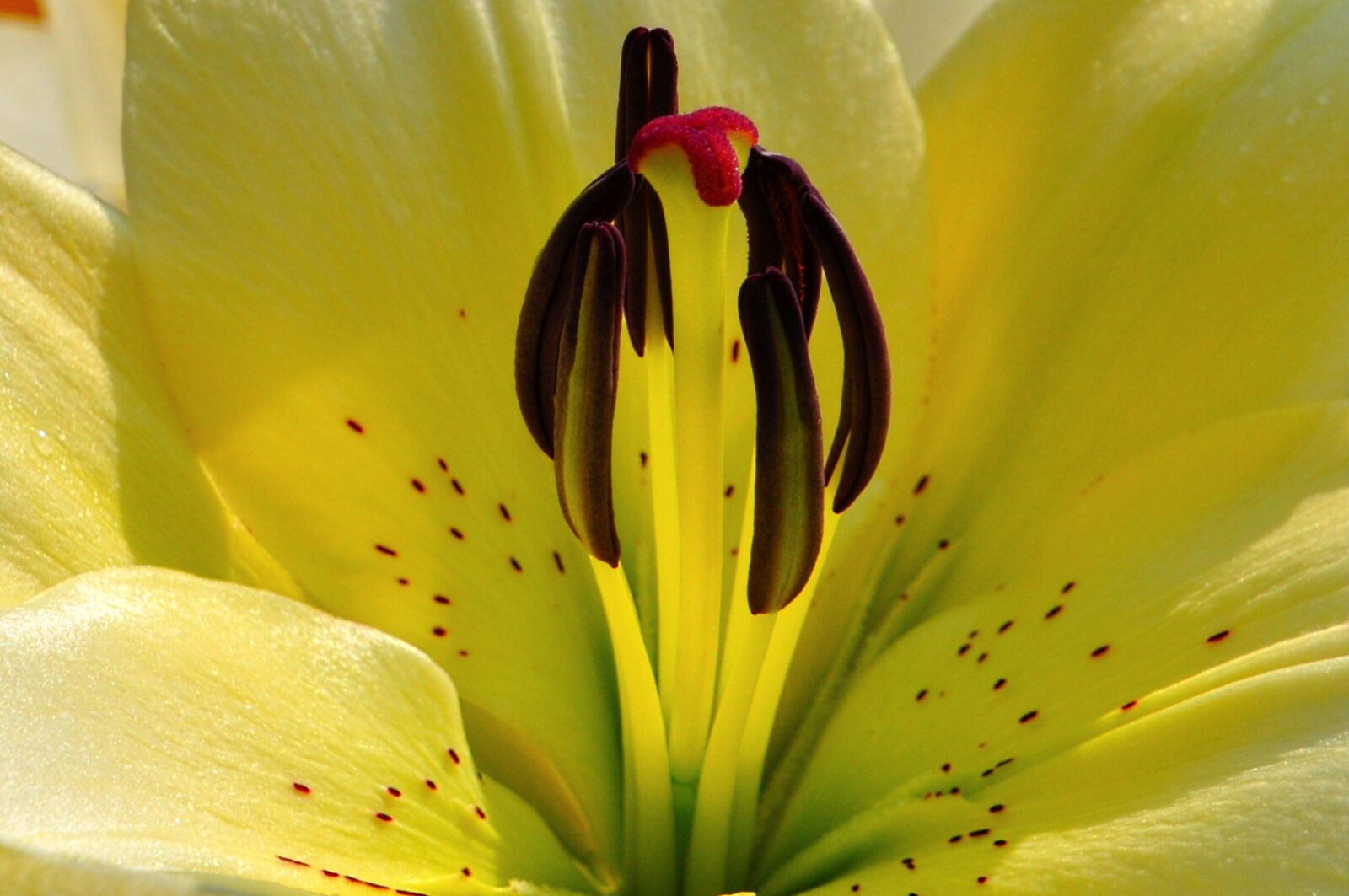 Nikon D5000 sample photo. Summer, flowers, macro photography