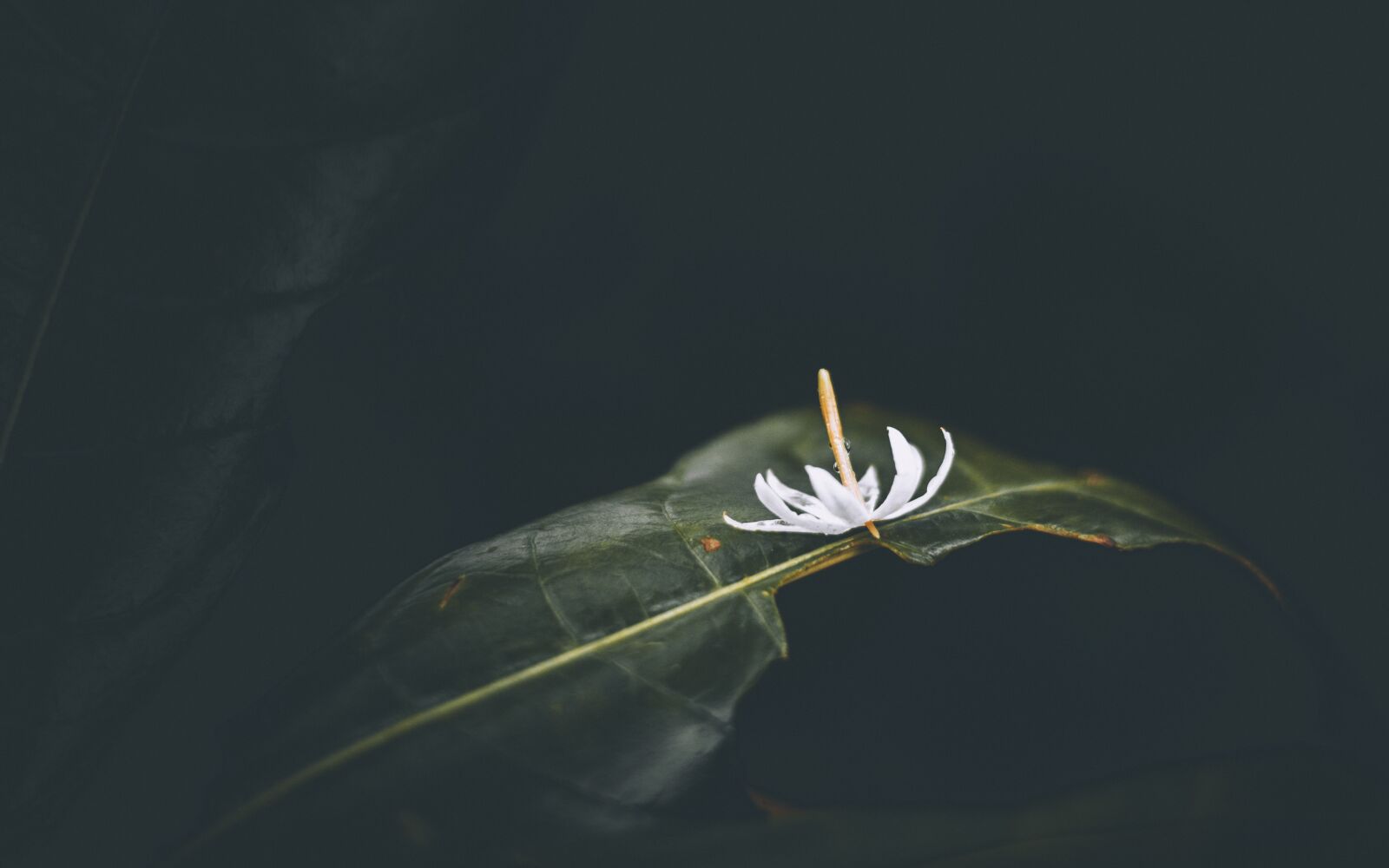 Nikon D7200 sample photo. Nature, pa, thailand photography