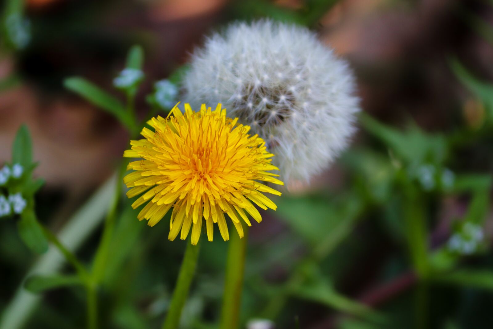 Canon EOS 200D (EOS Rebel SL2 / EOS Kiss X9) sample photo. Dandelion, blossom, bloom photography