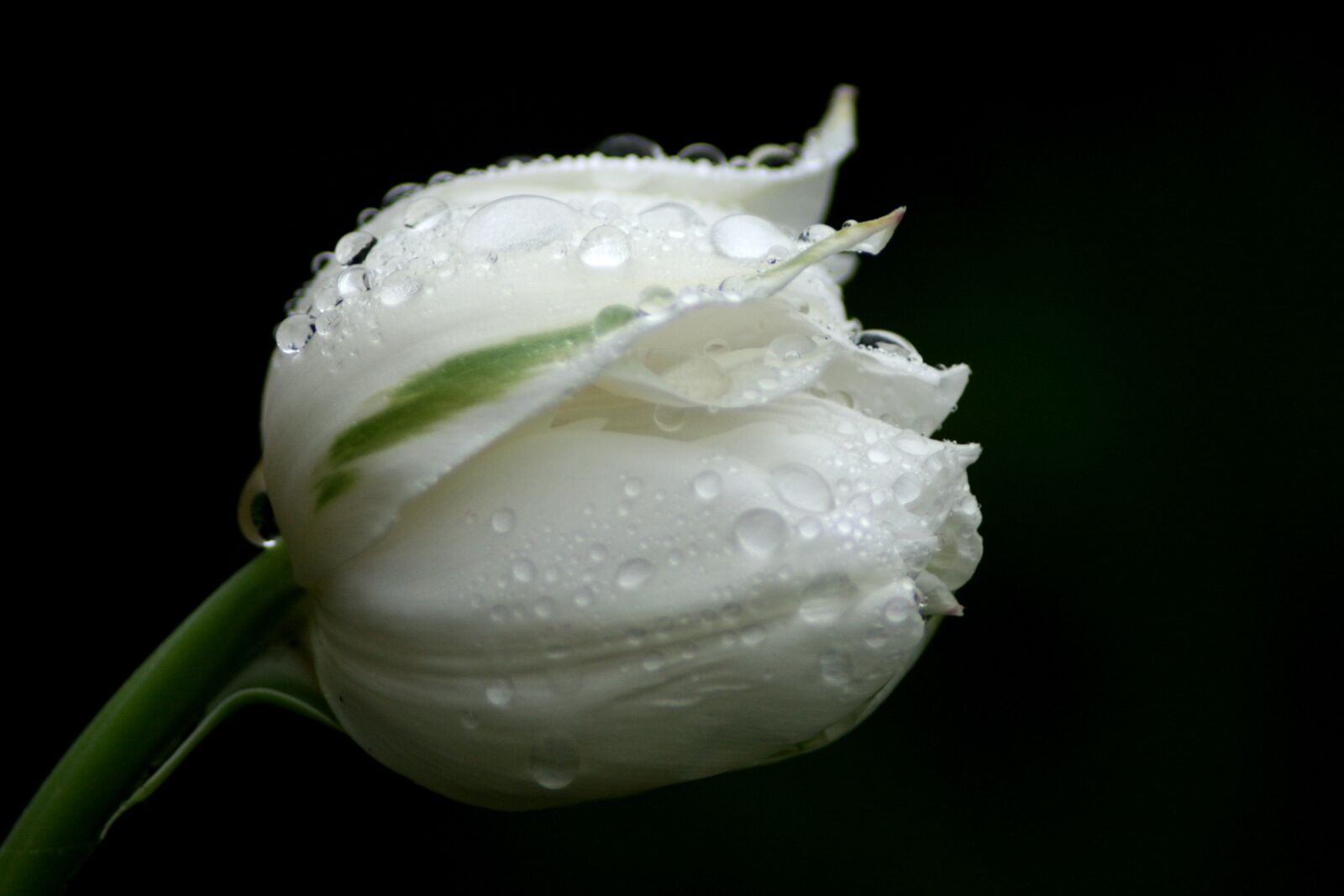 Canon EOS 400D (EOS Digital Rebel XTi / EOS Kiss Digital X) sample photo. Tulip, water drops, spring photography