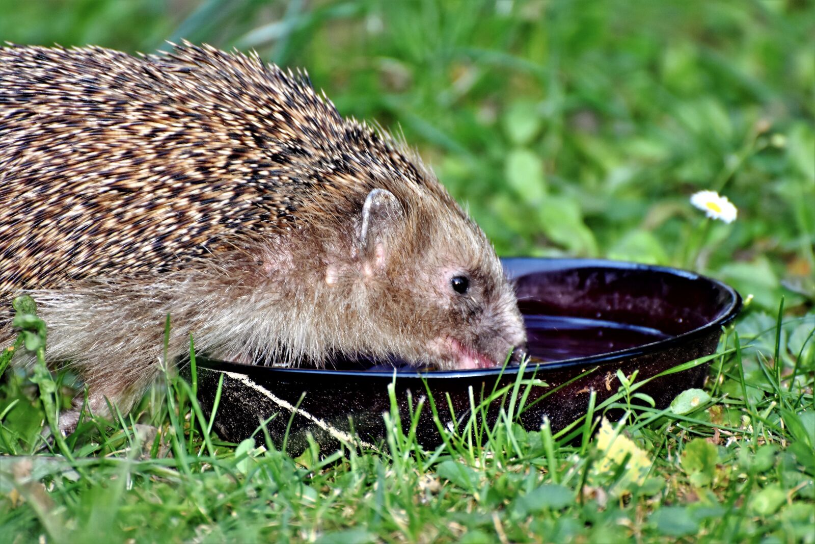 Nikon D7200 sample photo. Hedgehog, spur, hannah photography