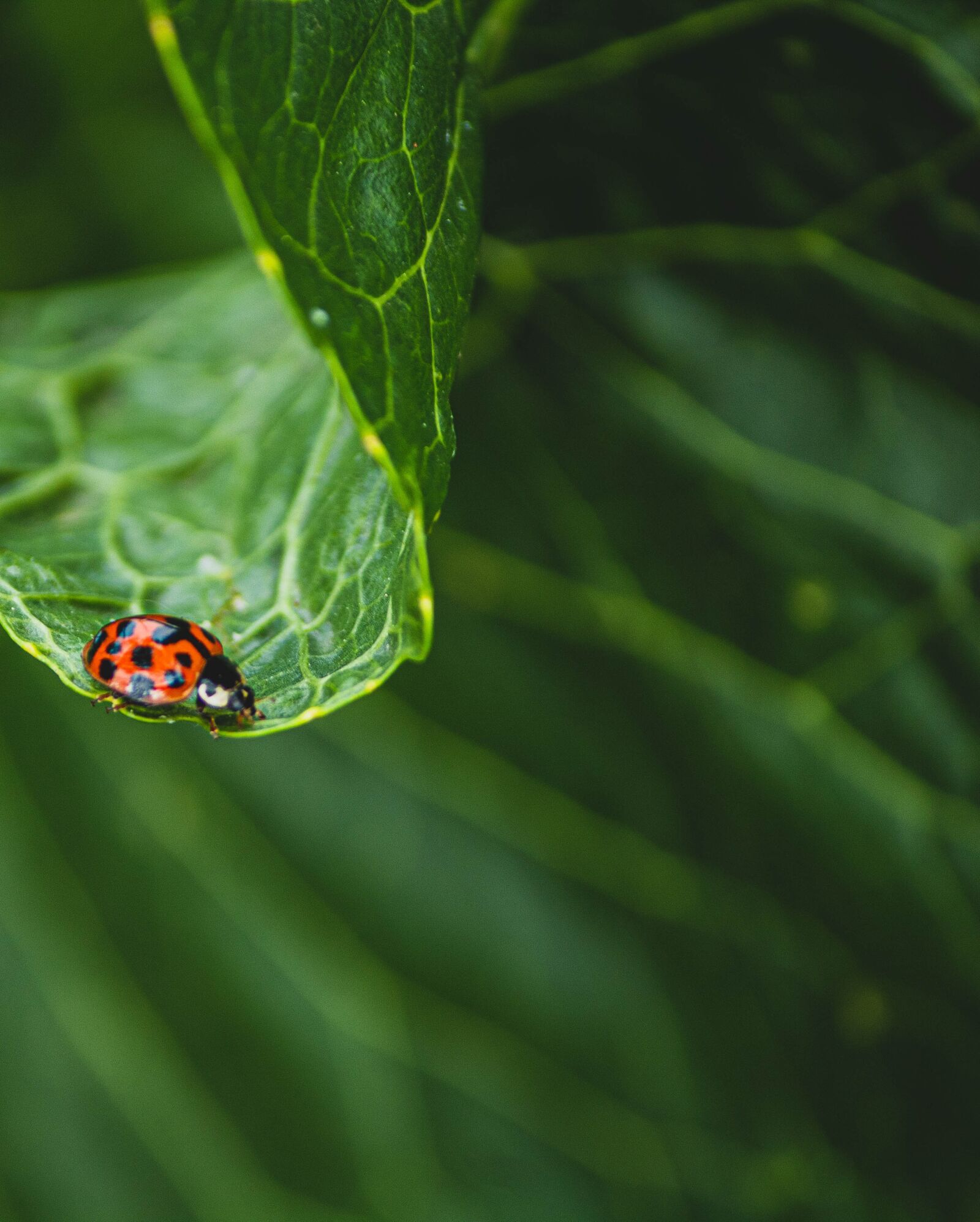 Canon EOS 1300D (EOS Rebel T6 / EOS Kiss X80) sample photo. Ladybug, leaf, insect photography