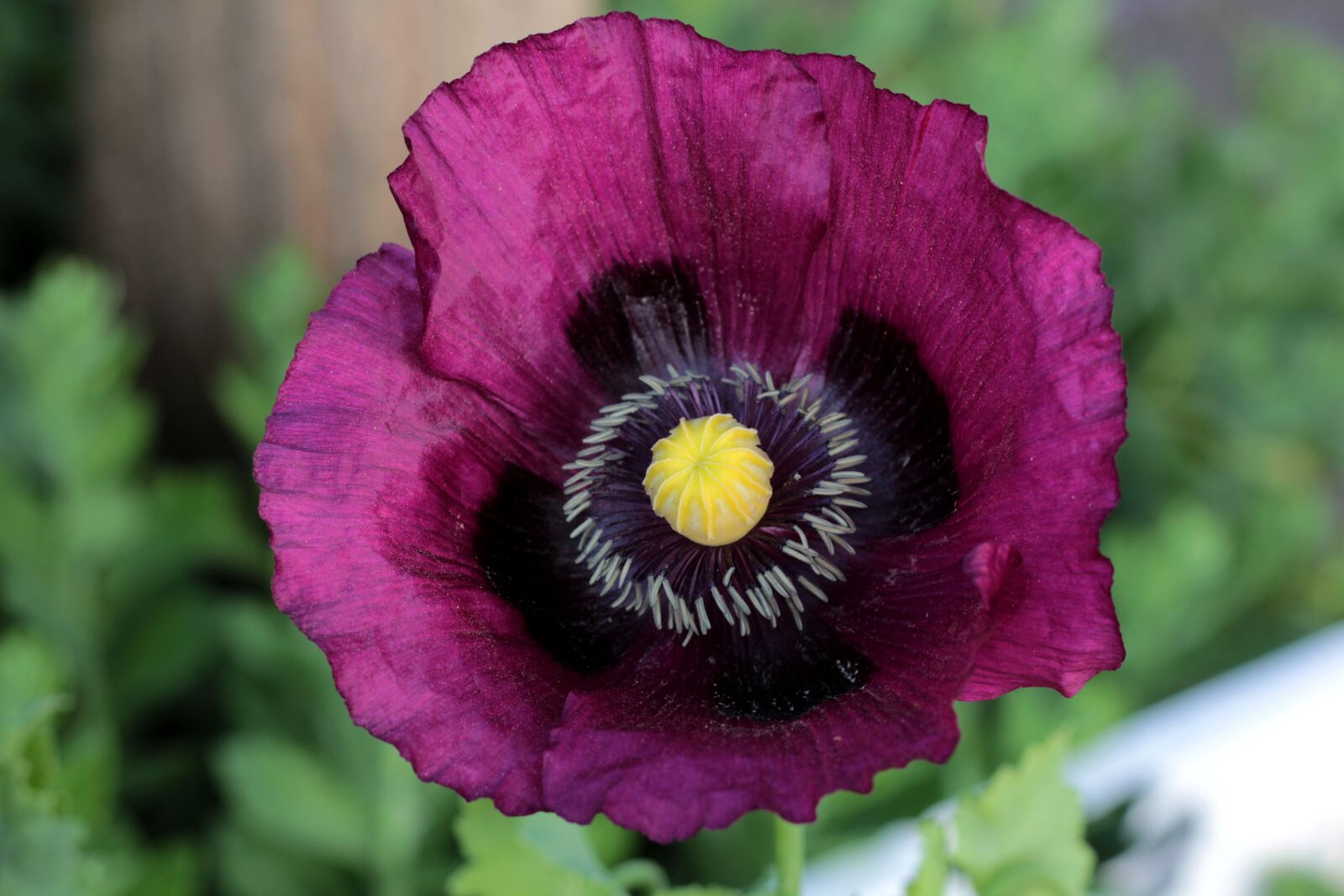 Canon EOS 600D (Rebel EOS T3i / EOS Kiss X5) sample photo. Poppy, flower, colorful photography