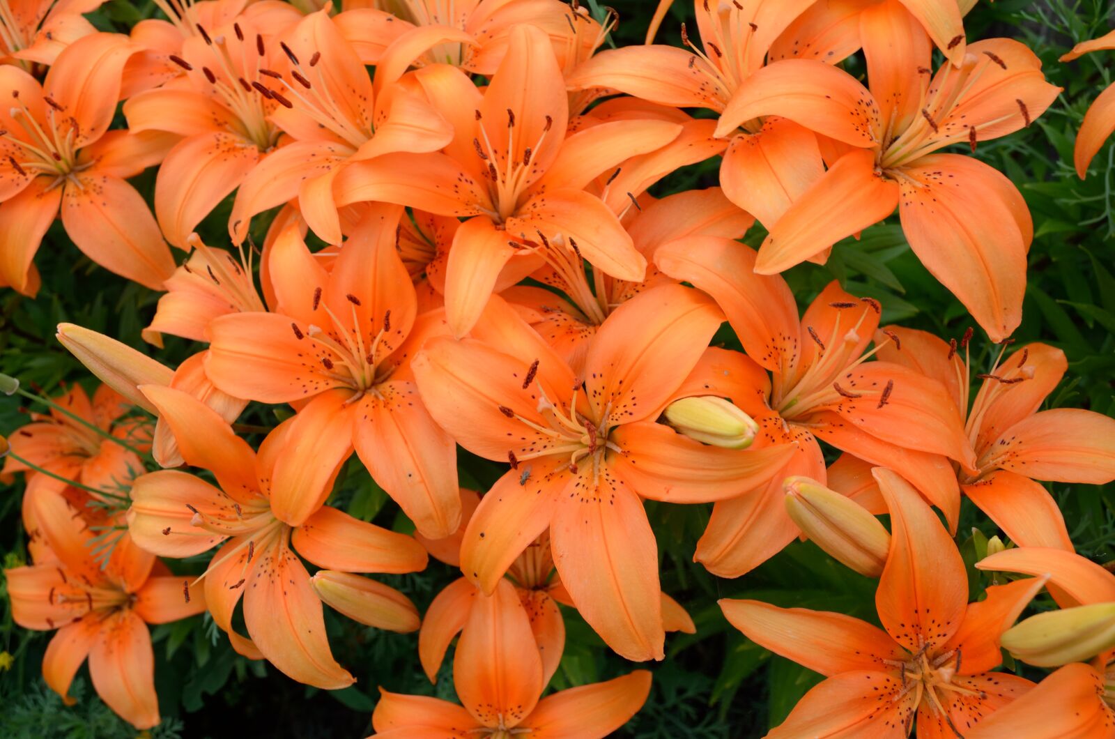 Nikon D5100 sample photo. Lily, flowers, orange photography