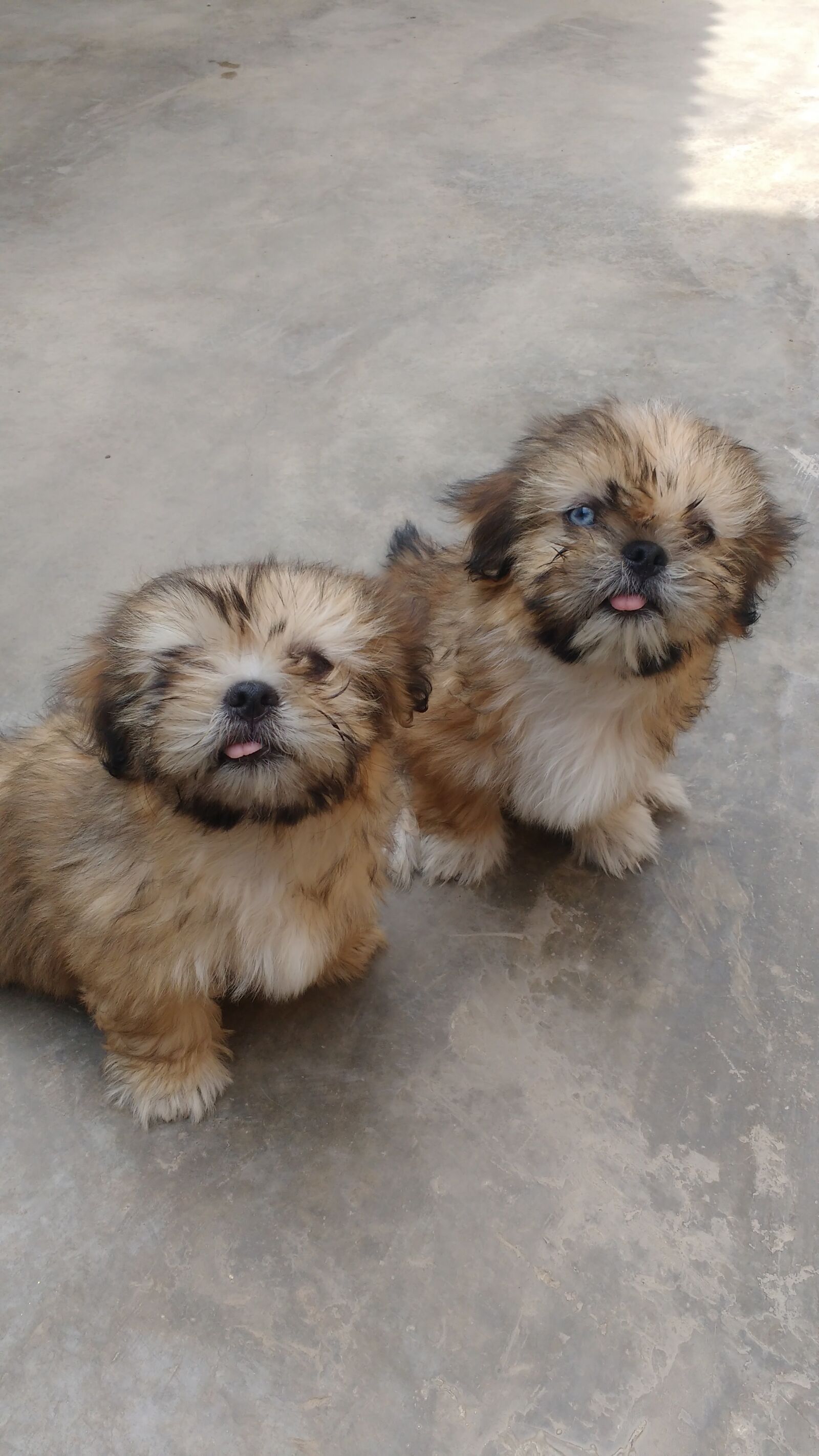 Motorola MotoG3 sample photo. Puppies, animals photography
