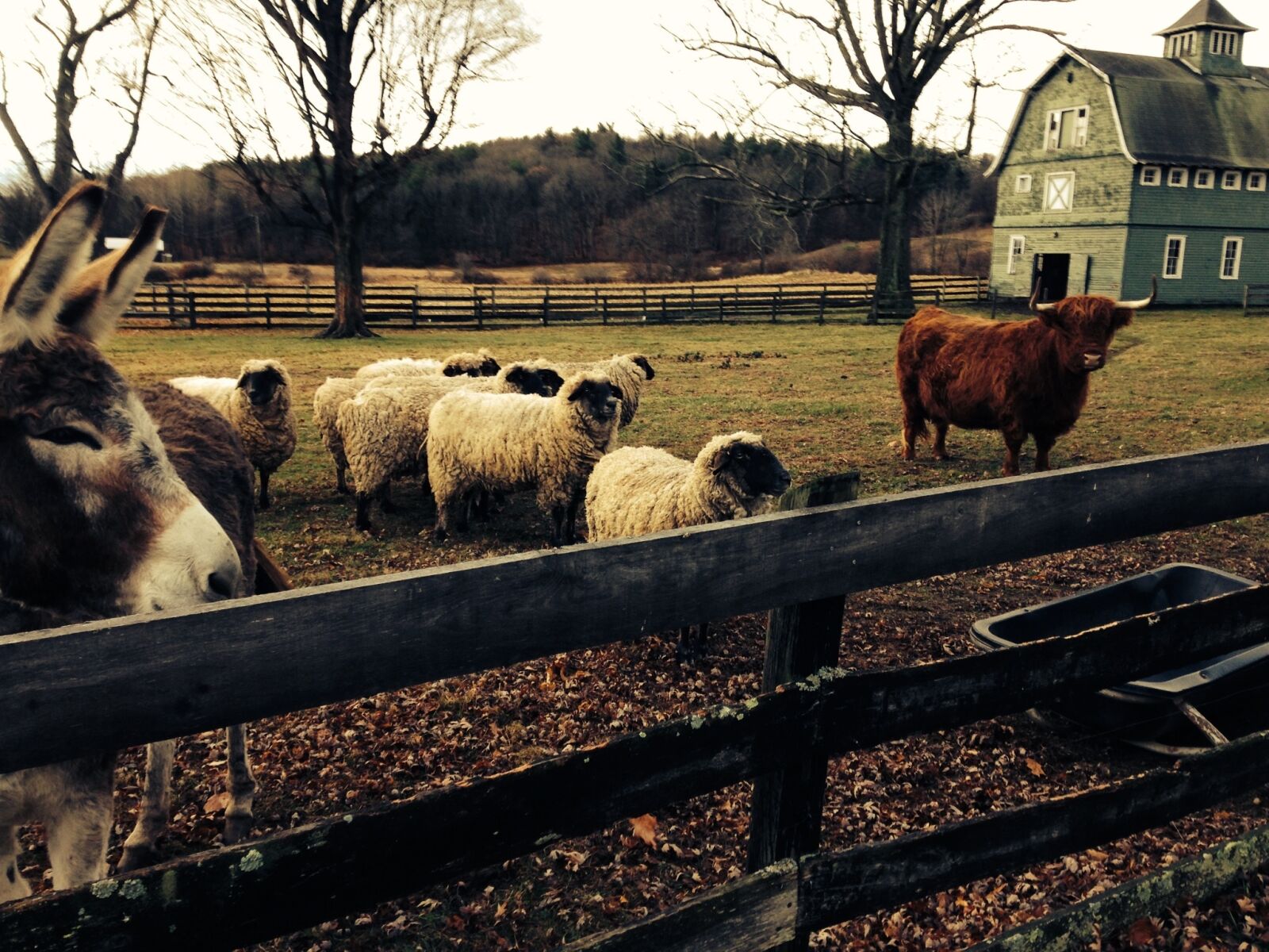 iPhone 5c back camera 4.12mm f/2.4 sample photo. Farm, sheep, bull photography