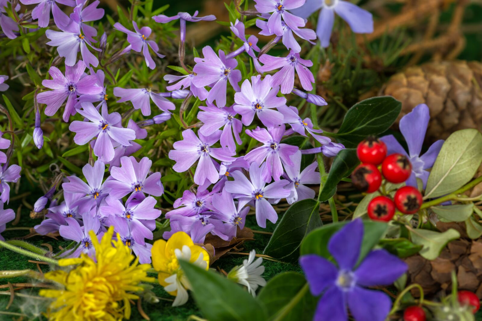 Nikon D7200 sample photo. Meadow, flowers, ground cover photography