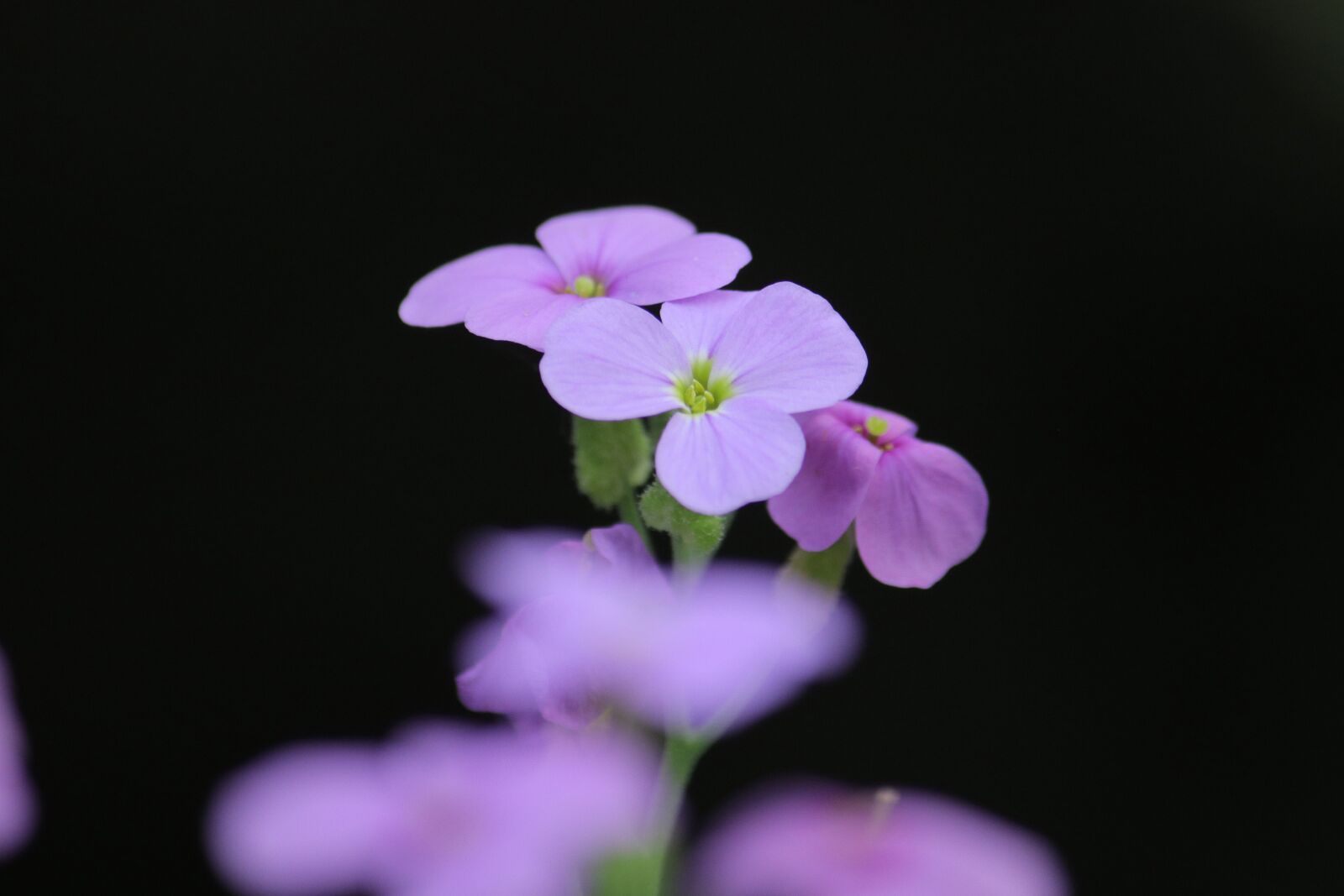 Canon EOS M5 + Canon EF-S 55-250mm F4-5.6 IS sample photo. Nature, flower, violet photography