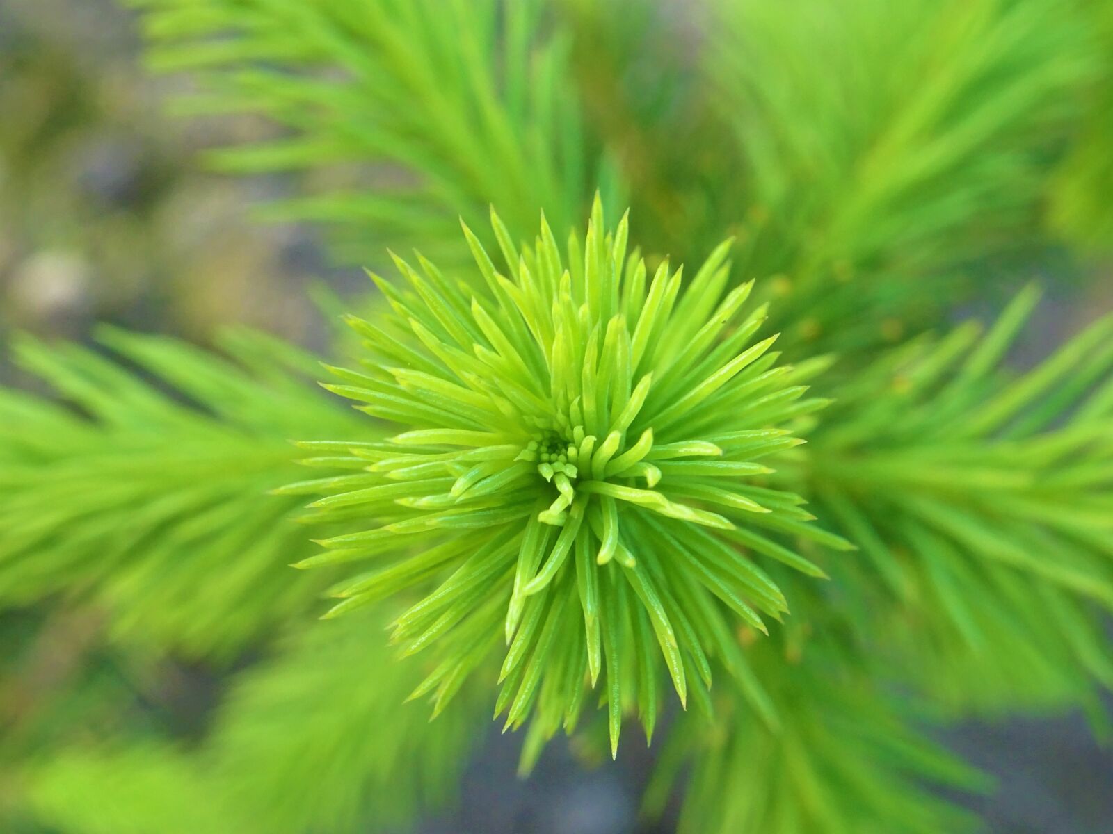 Sony DSC-HX60 sample photo. Prickly, plant, nature photography