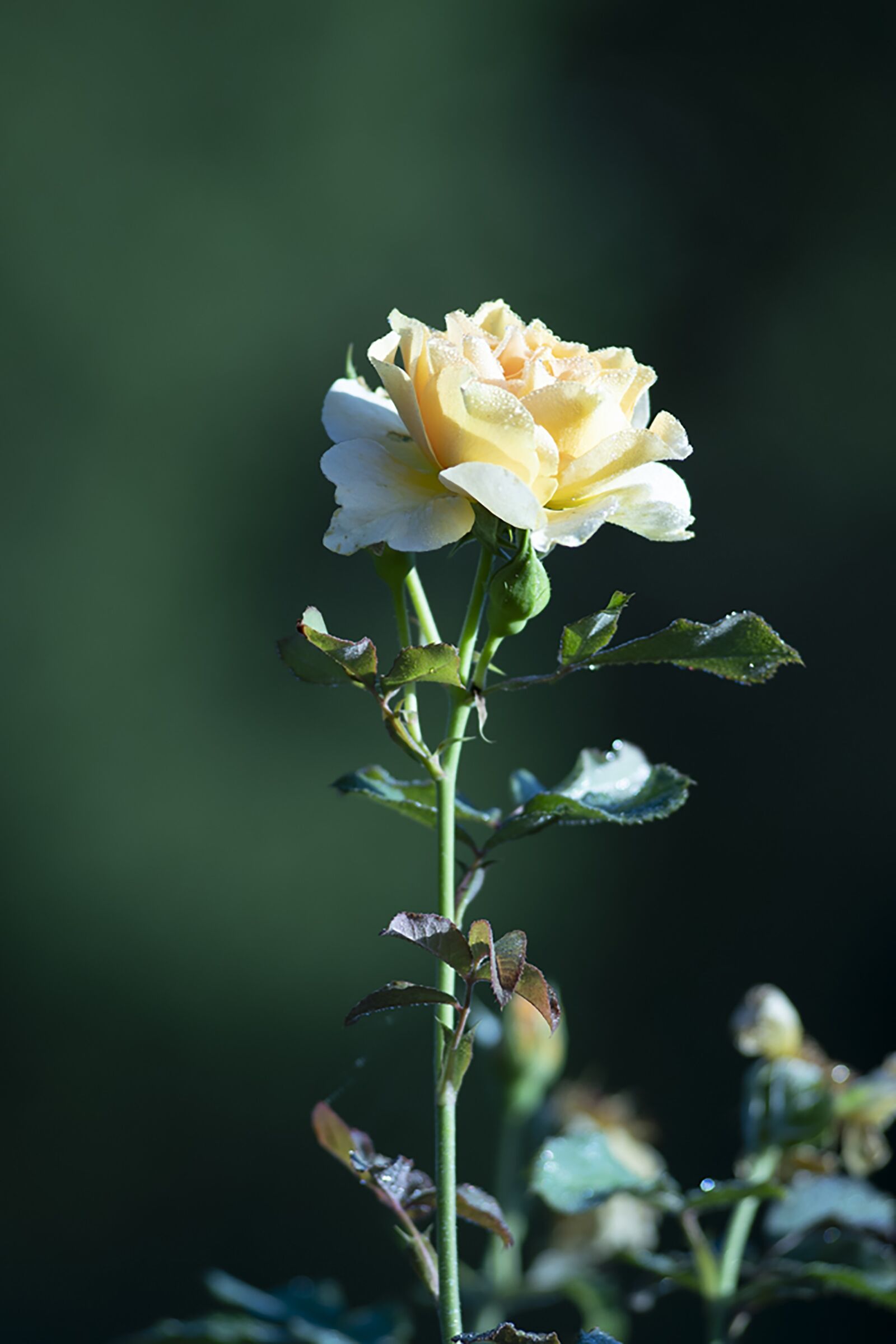 Nikon D7500 sample photo. Rose, yellow rose, flower photography