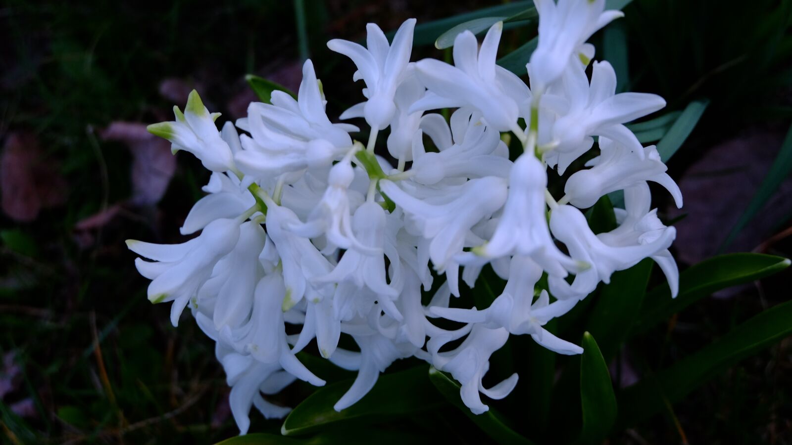 Fujifilm XC 16-50mm F3.5-5.6 OIS II sample photo. Nature, flower, garden photography