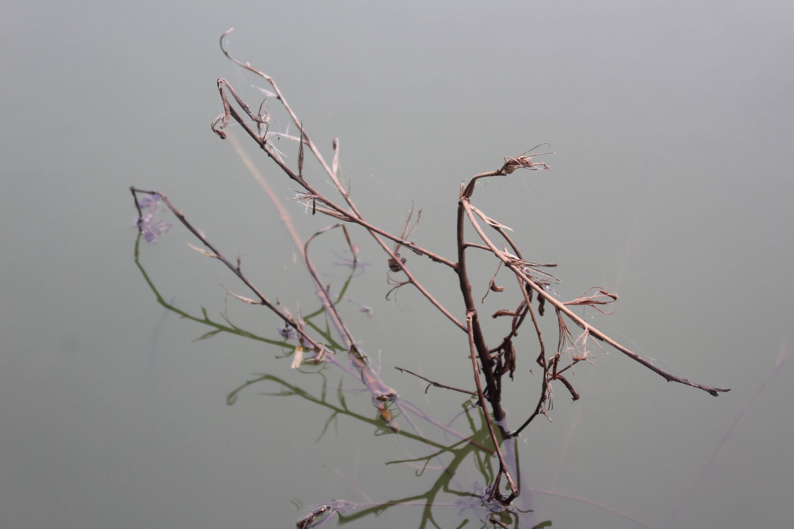 Canon EOS 1300D (EOS Rebel T6 / EOS Kiss X80) sample photo. Plant, water, summer photography