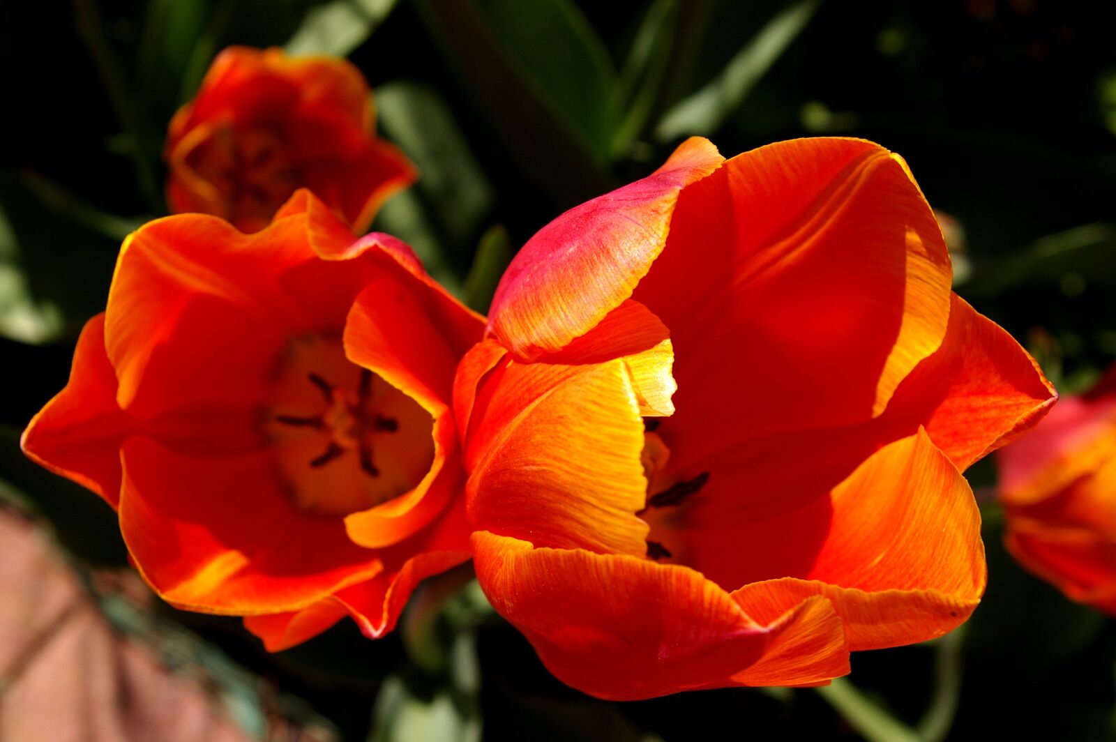 Pentax *ist DL2 sample photo. Tulips, red orange tulips photography