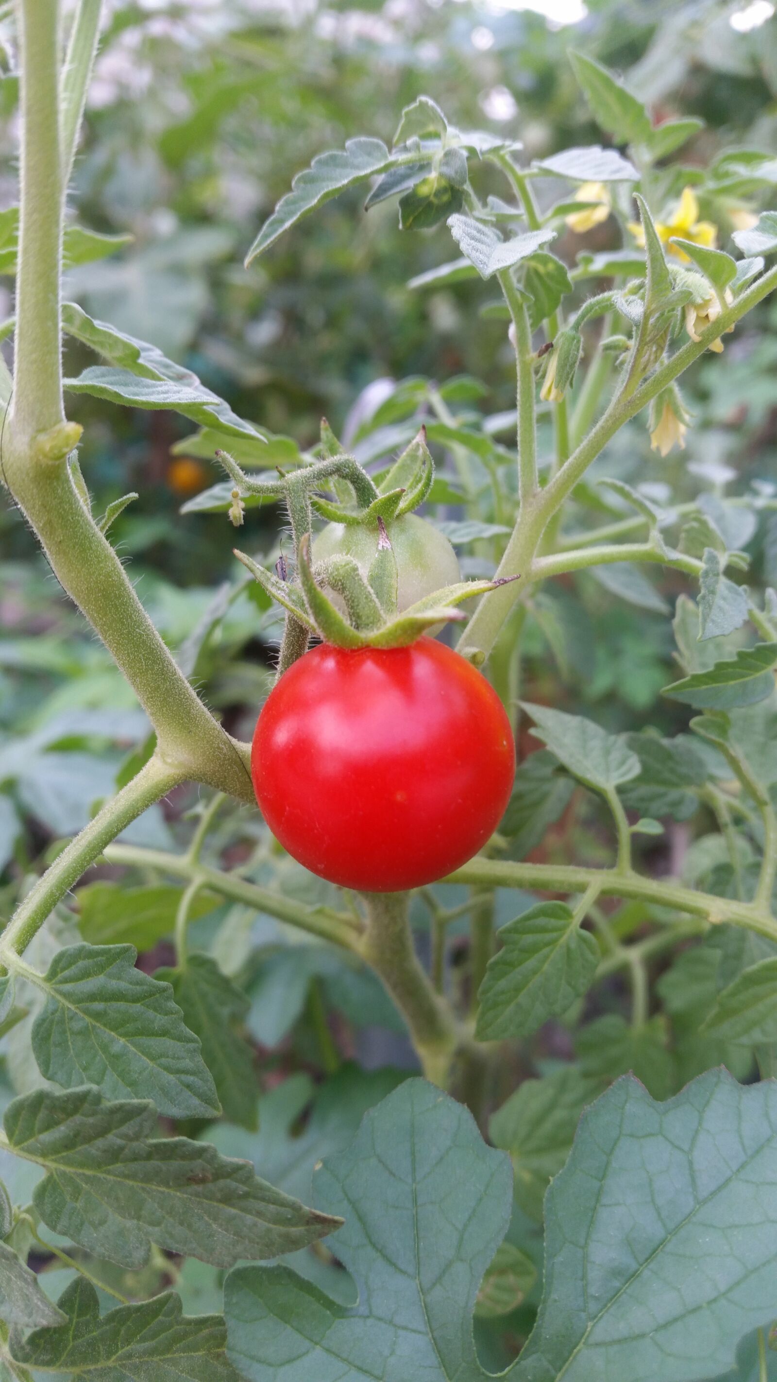 Samsung Galaxy S5 sample photo. Vegetable, plant, plant a photography