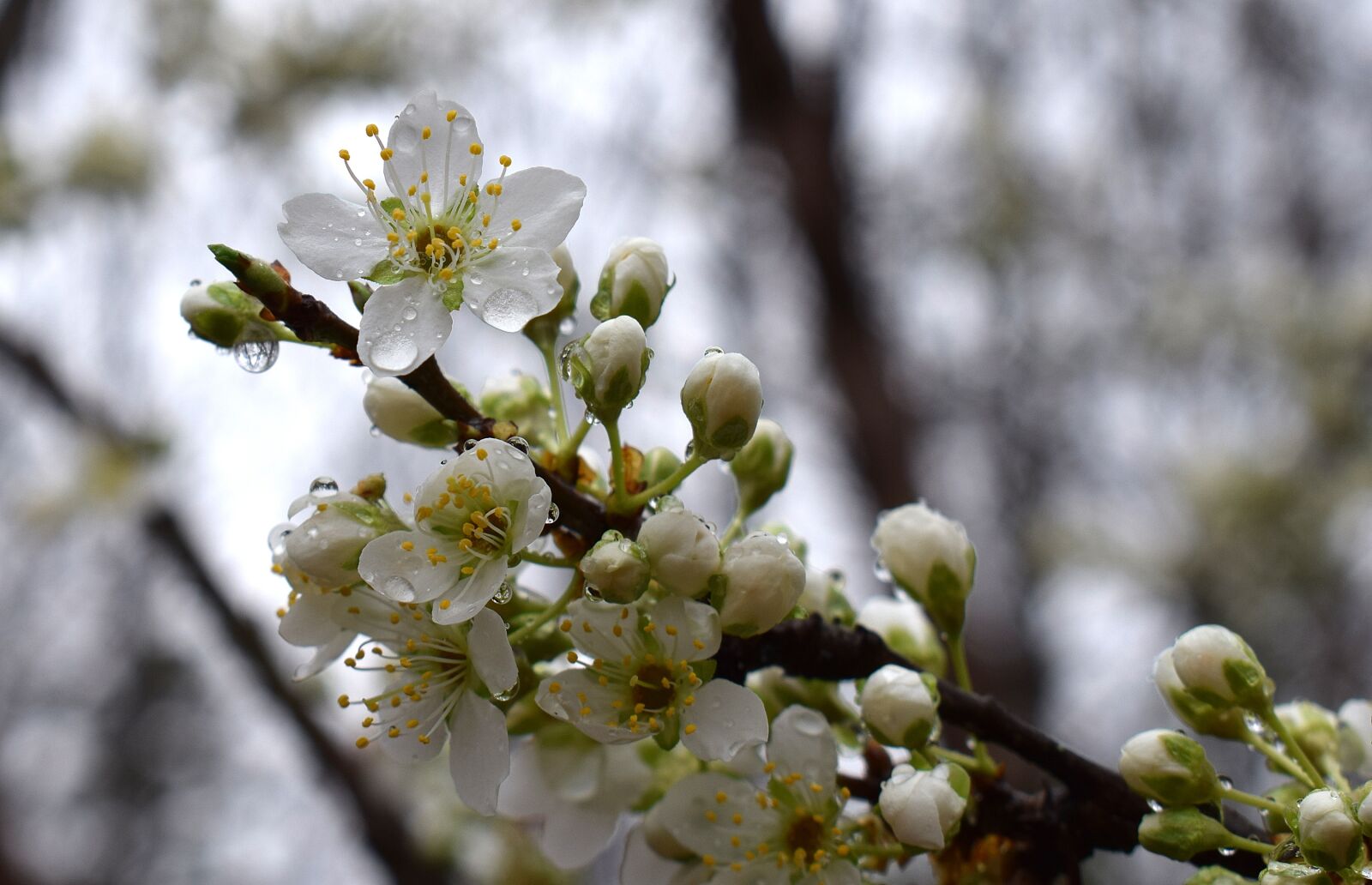 Nikon D3300 sample photo. Cherry blossoms in the photography