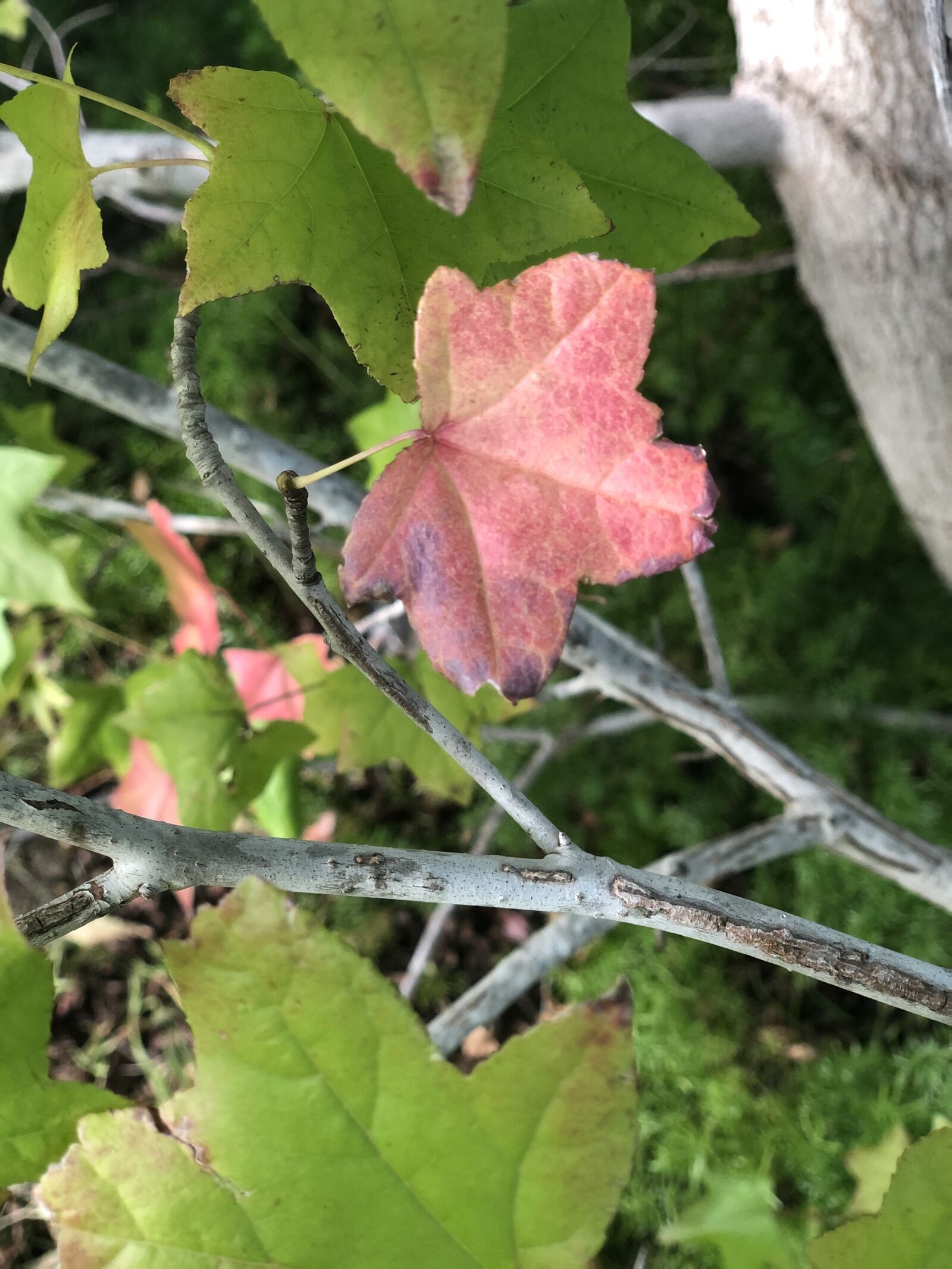 iPhone X back dual camera 6mm f/2.4 sample photo. Leaf, nature, autumn tags photography