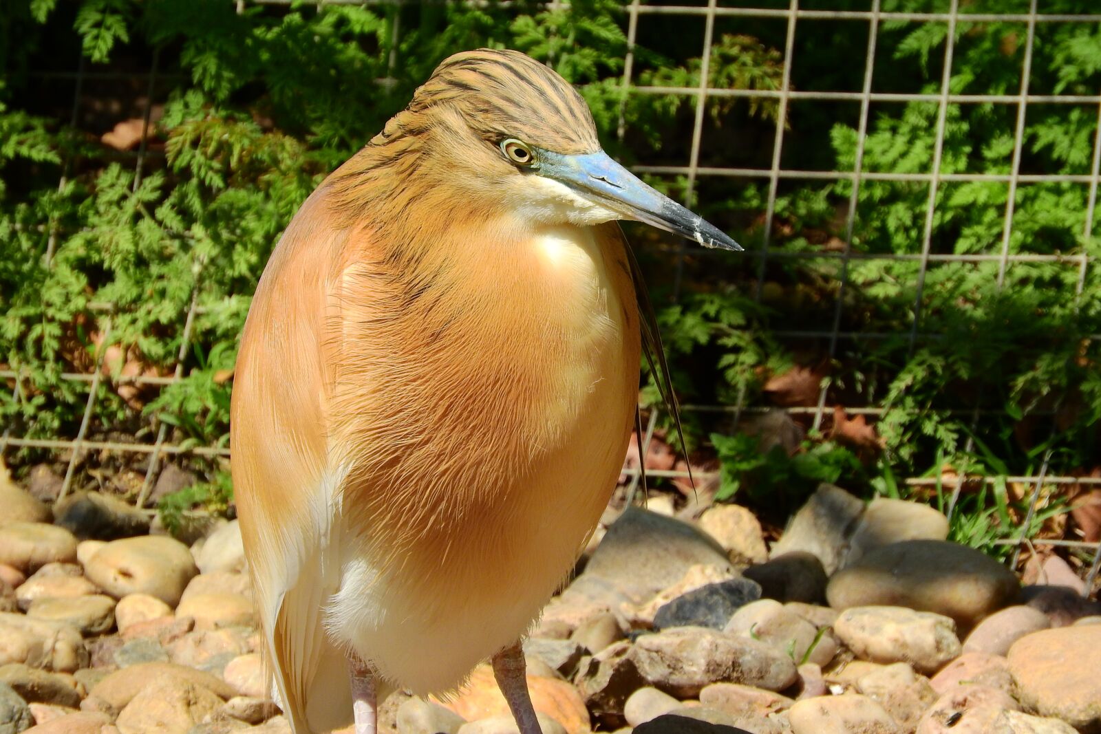 Nikon Coolpix P610 sample photo. Ardeola ralloides, heron, the photography