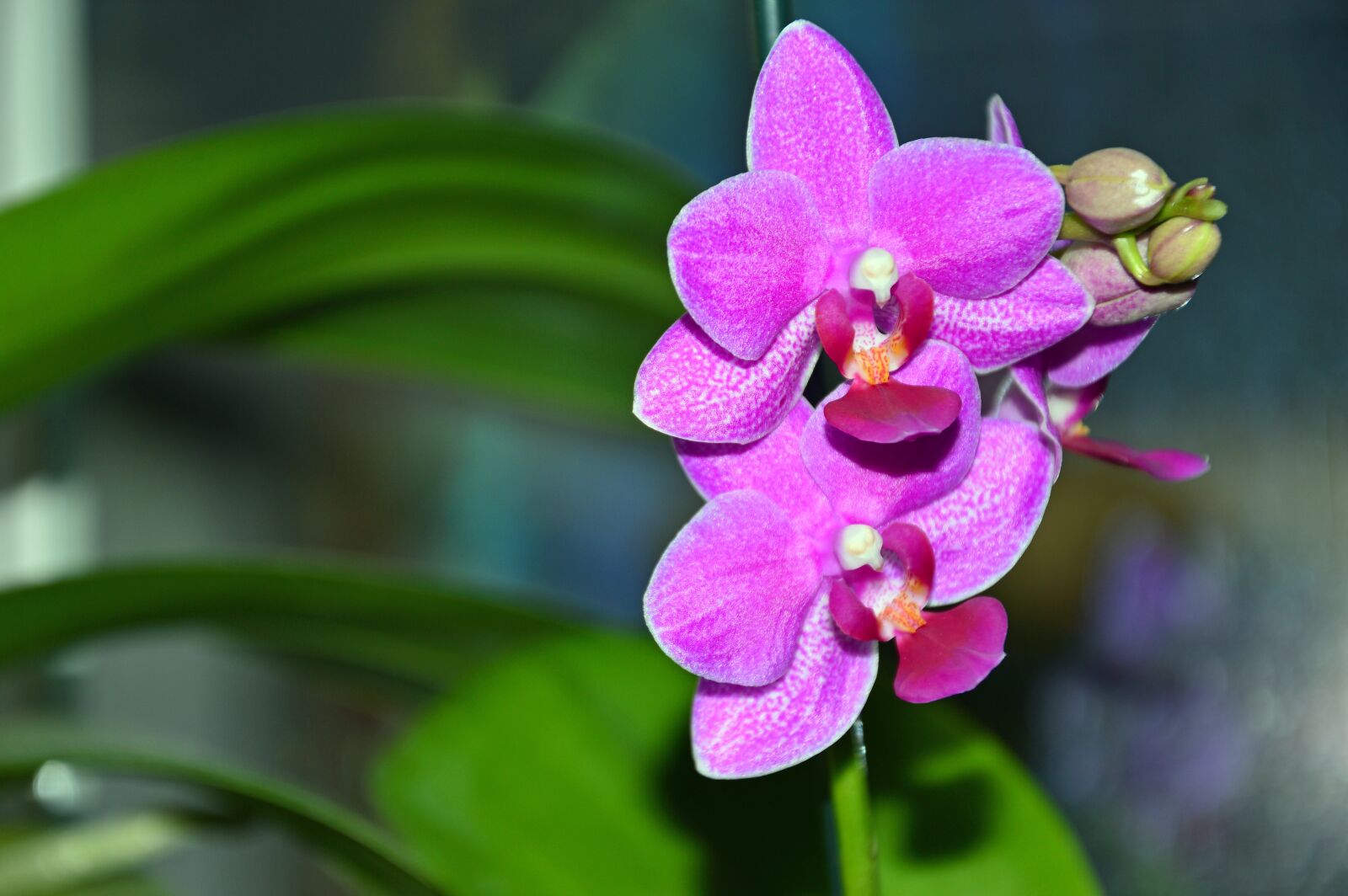 Nikon D3200 sample photo. Orchid, phalaenopsis, blossom photography