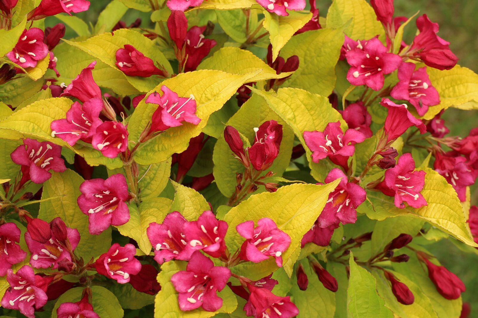 Canon EOS 1200D (EOS Rebel T5 / EOS Kiss X70 / EOS Hi) sample photo. Krzewuszka beautiful, ornamental shrubs photography