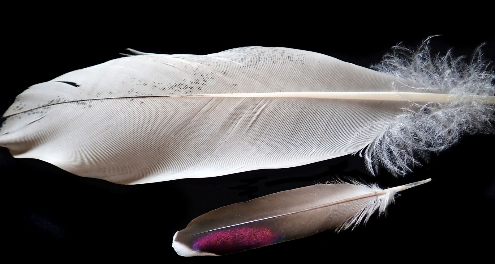Olympus TG-5 sample photo. Feathers, birds, plumage photography