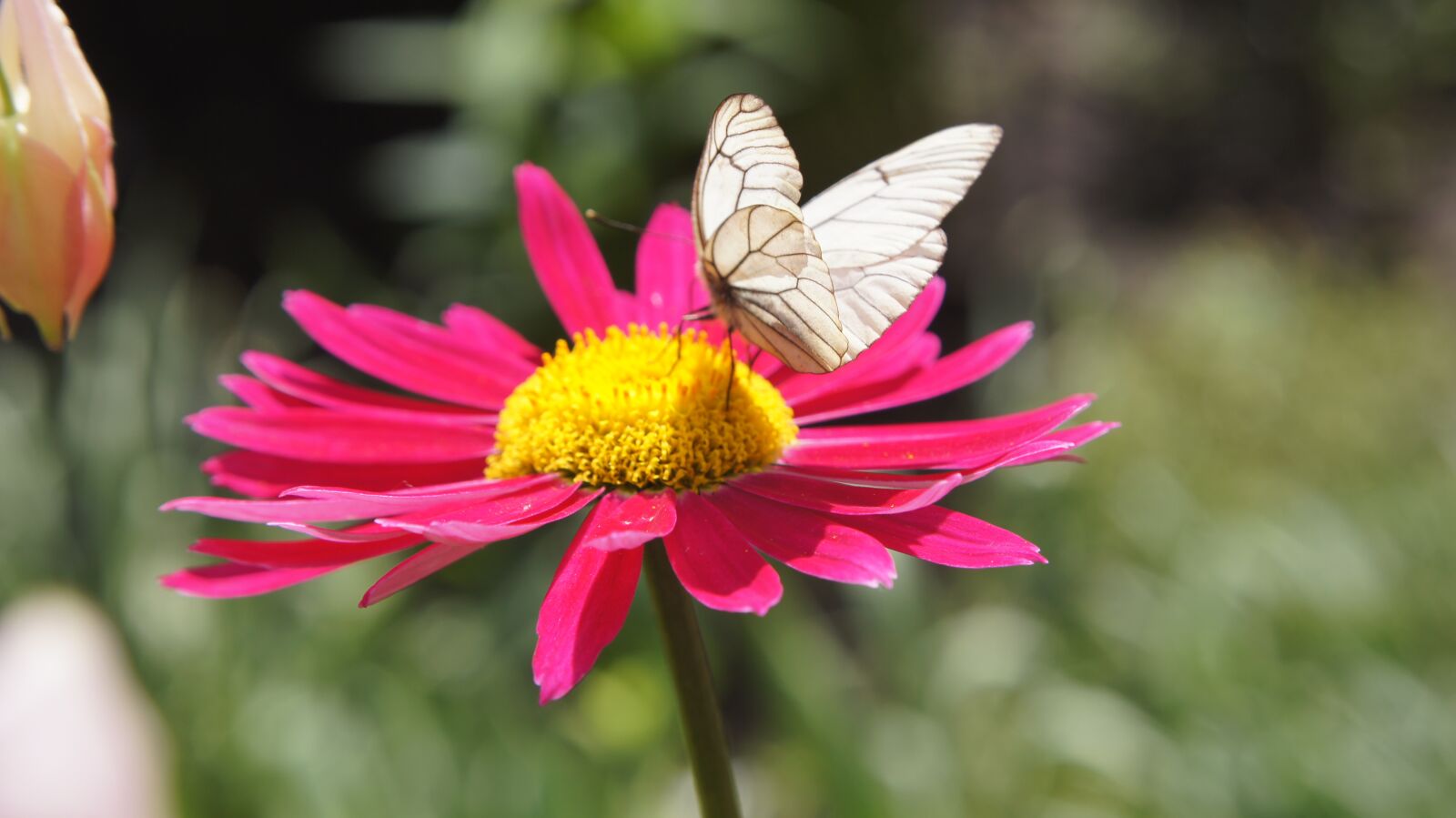 Sony SLT-A55 (SLT-A55V) sample photo. Pyrethrum, butterfly, aporia crataegi photography