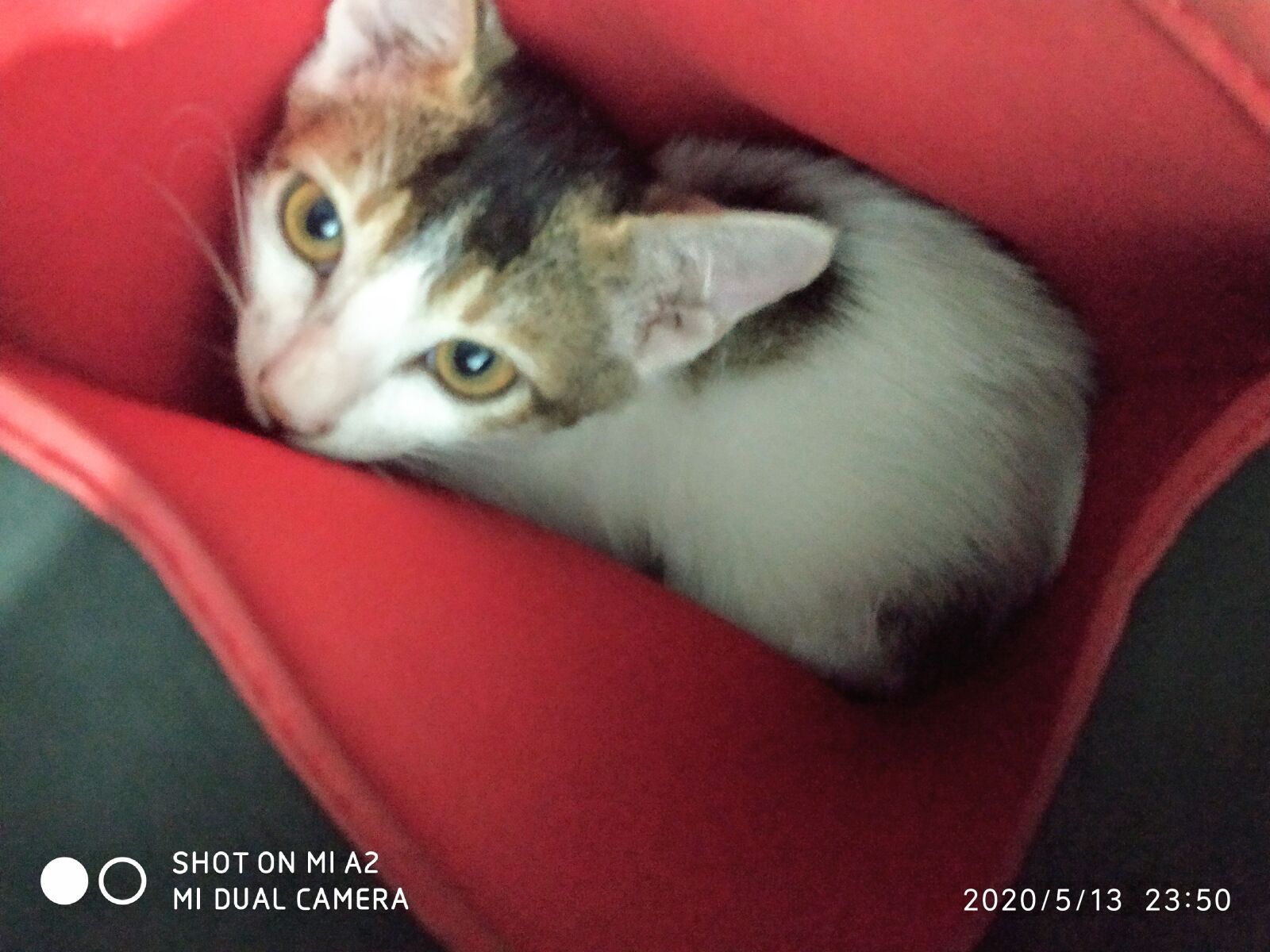 Xiaomi Mi A2 sample photo. Cat, funny cat, baby photography