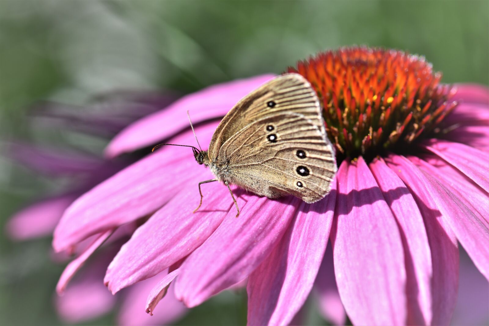 Nikon D5500 sample photo. Butterfly, animal, insect photography