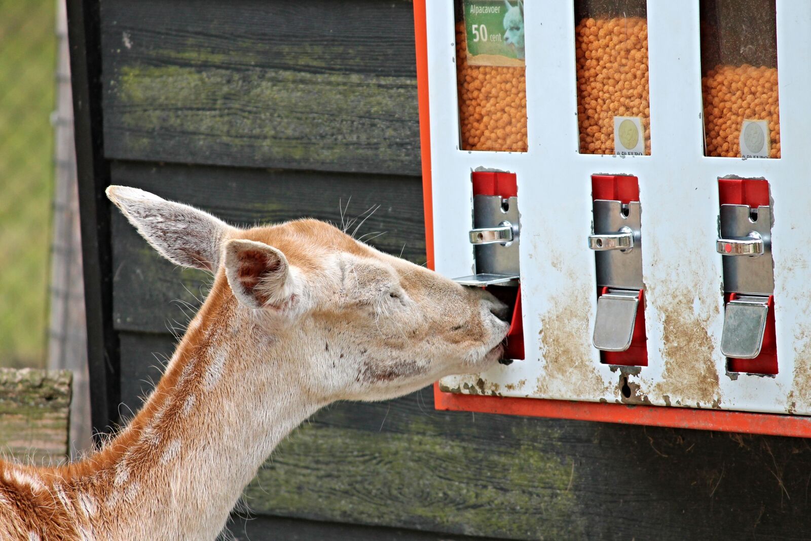 Canon EOS 1100D (EOS Rebel T3 / EOS Kiss X50) sample photo. Roe deer, food, self photography