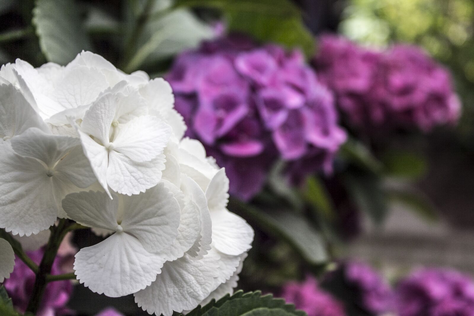 Canon EOS 60D sample photo. Hydrangea, white, purple photography
