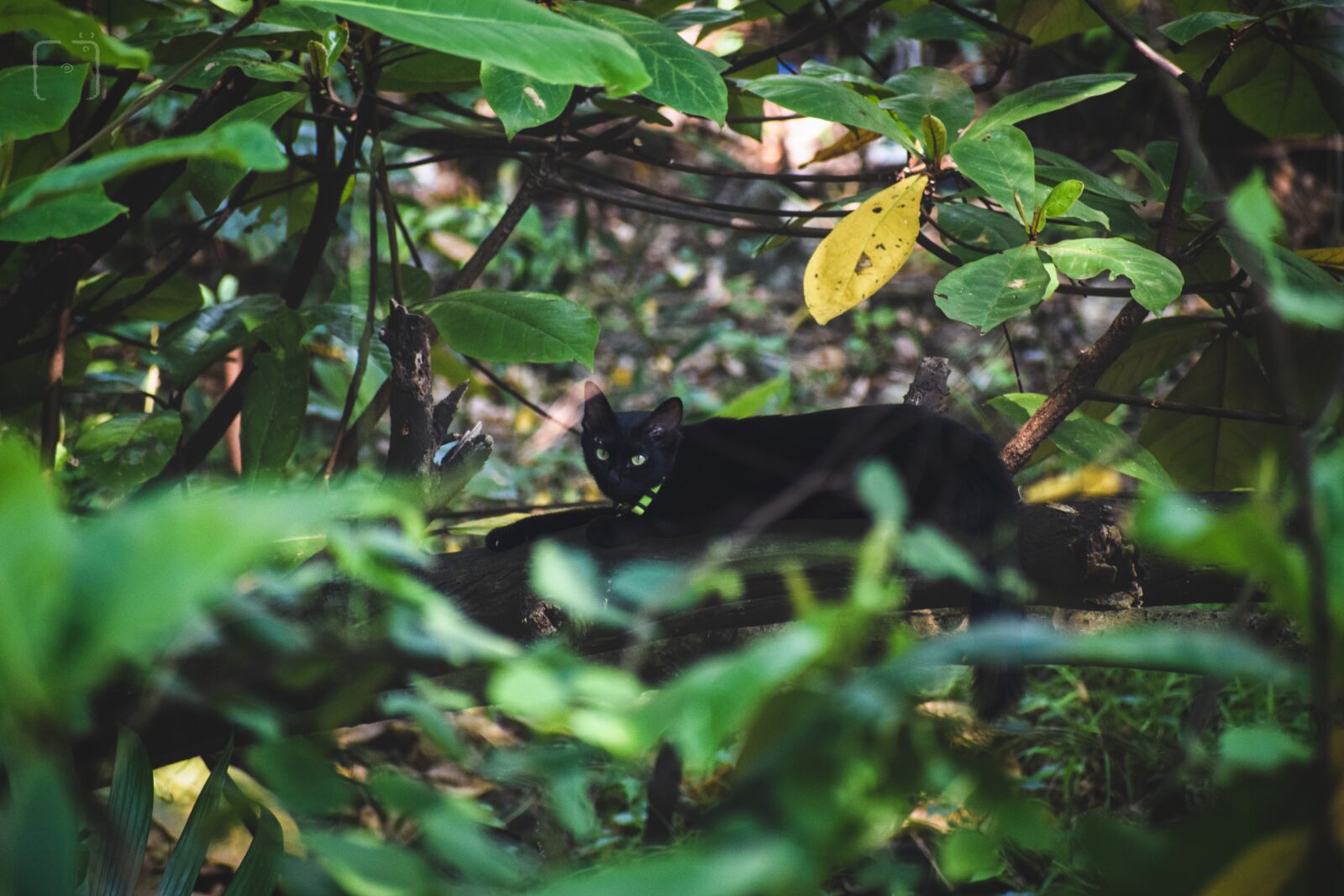Nikon D3300 sample photo. Cat, forest, animal photography