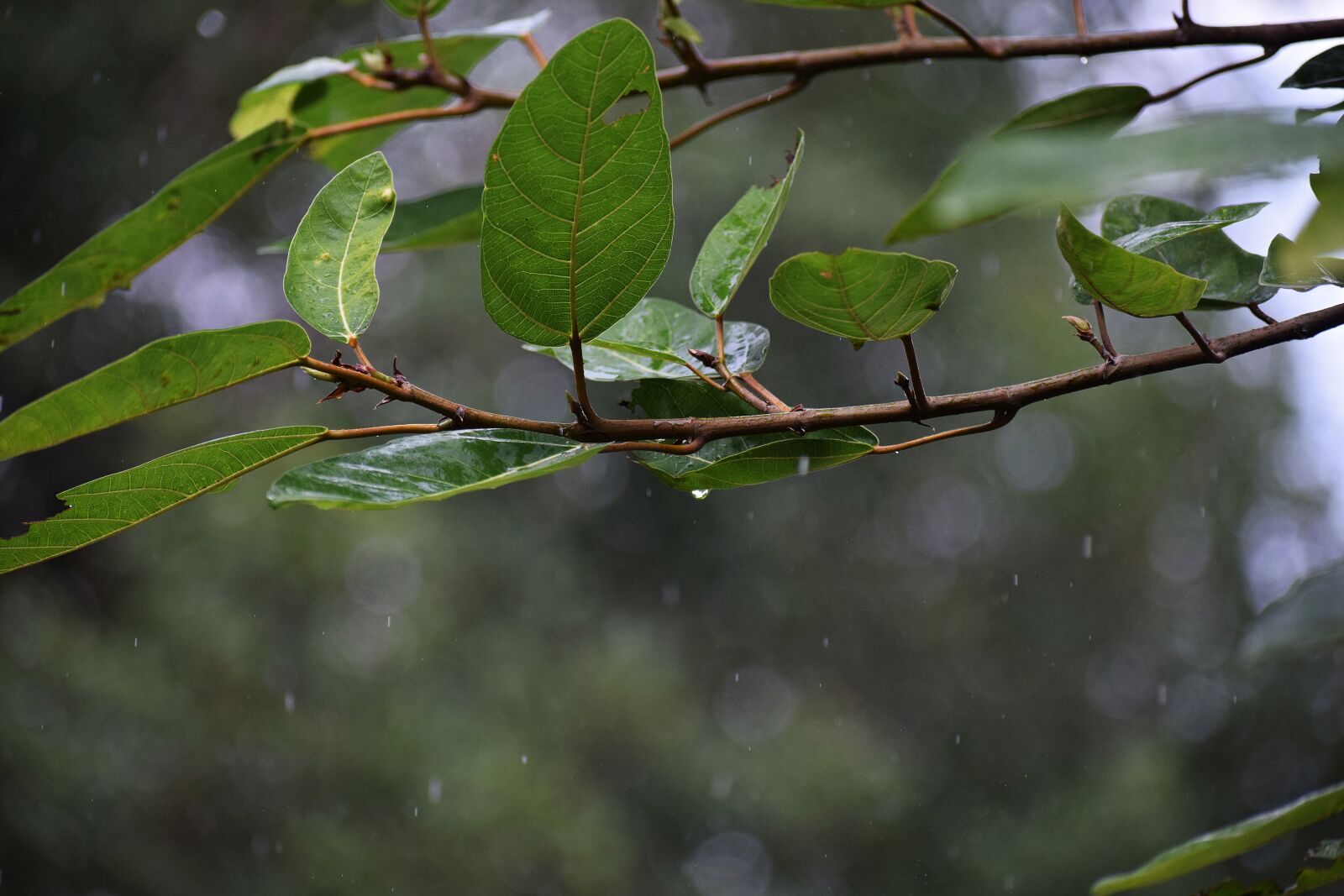 Nikon D3300 sample photo. Rain, droplet, falling photography