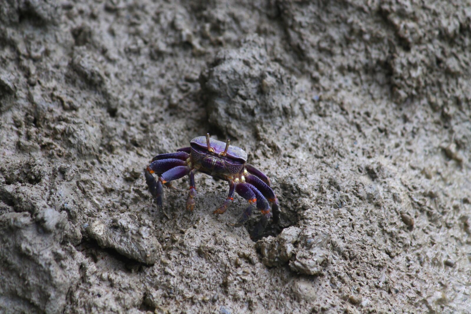 Canon EOS 1100D (EOS Rebel T3 / EOS Kiss X50) + Canon EF-S 55-250mm F4-5.6 IS sample photo. Fiddler crab, cancer, crab photography