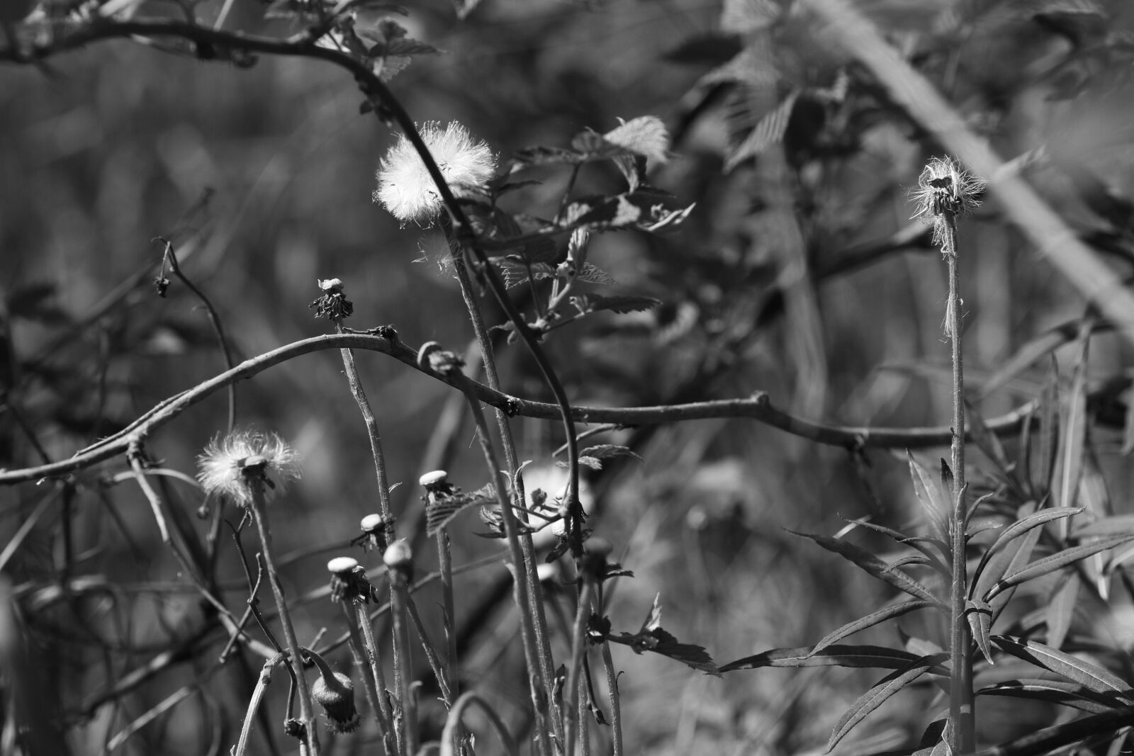 Canon EOS 7D Mark II + Canon EF 135mm F2L USM sample photo. Flower, spring, nature photography