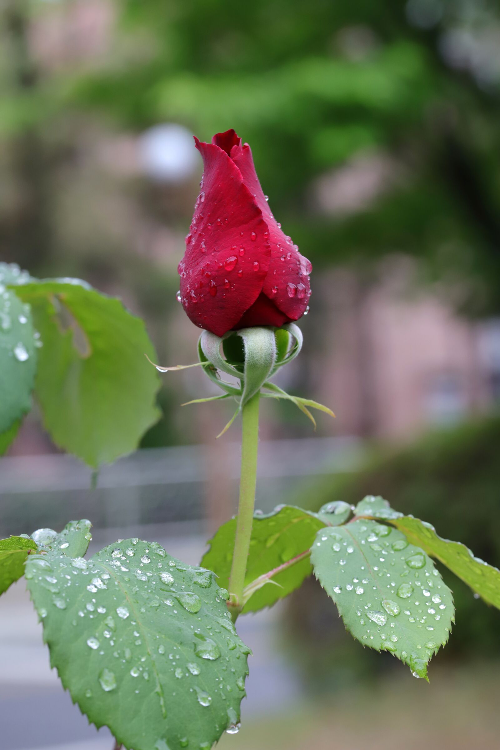 Canon EOS 6D Mark II sample photo. Rose, flowers, nature photography