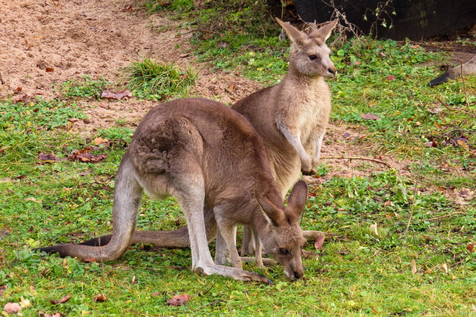 Canon PowerShot SX740 HS sample photo. Animal world, kangaroo, australia photography