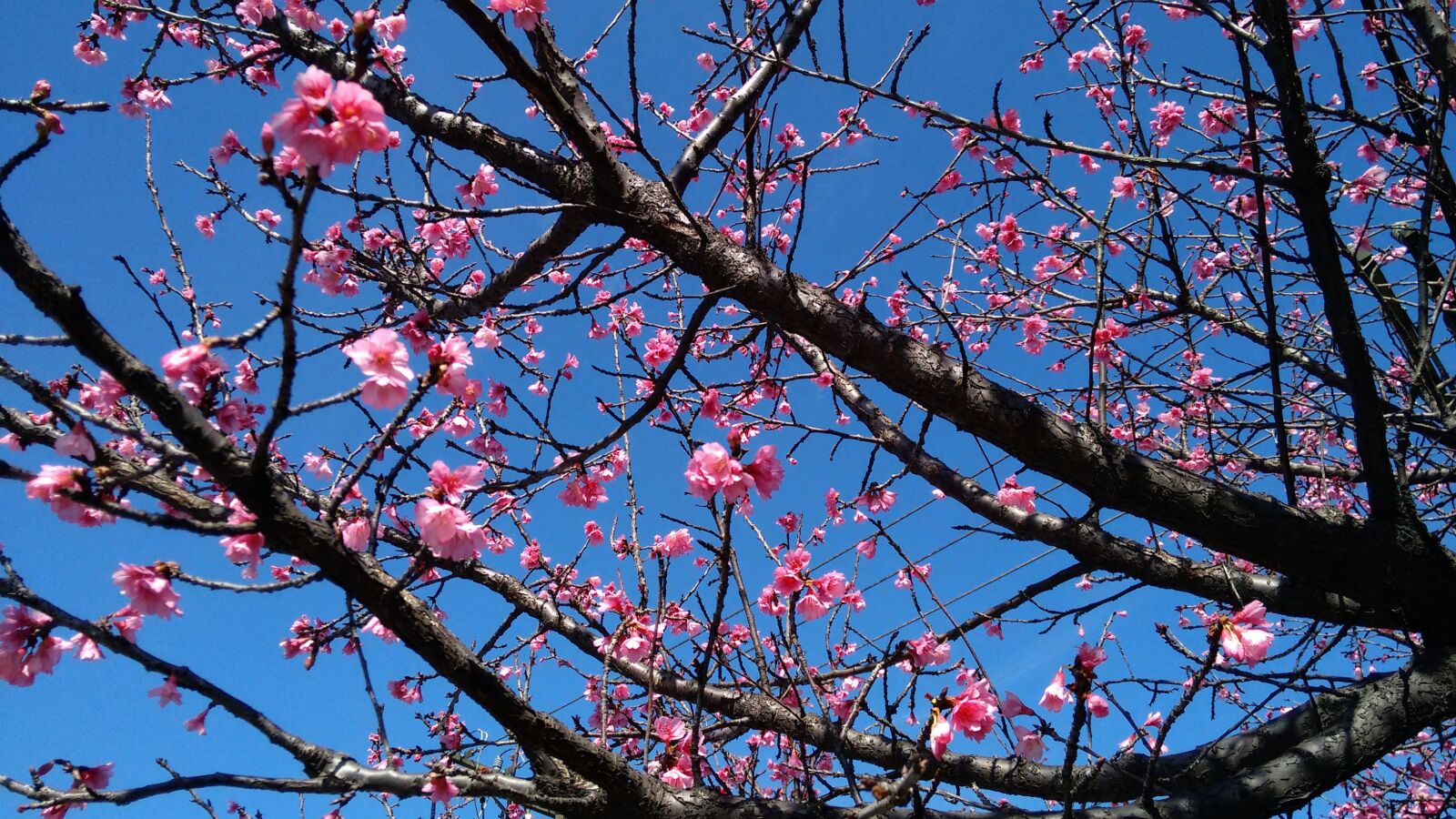 Motorola Moto G (2nd Gen) sample photo. Cherry, flower, button photography
