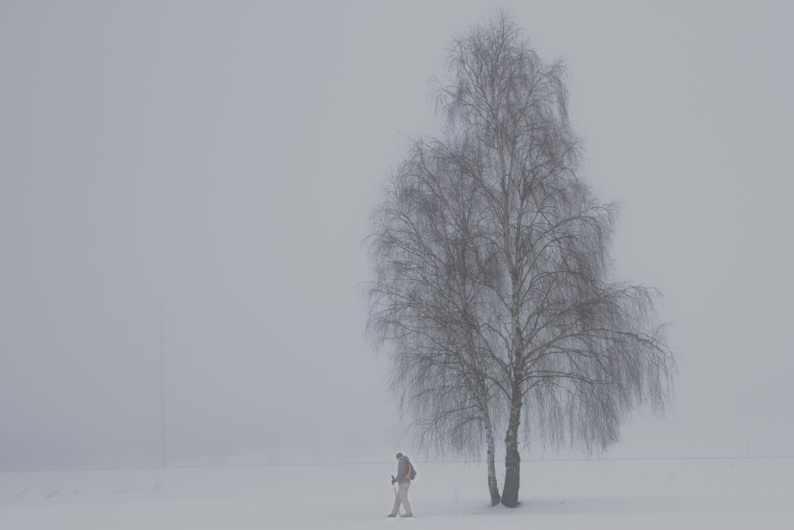 Canon EOS 7D sample photo. Fog, birch, winter photography