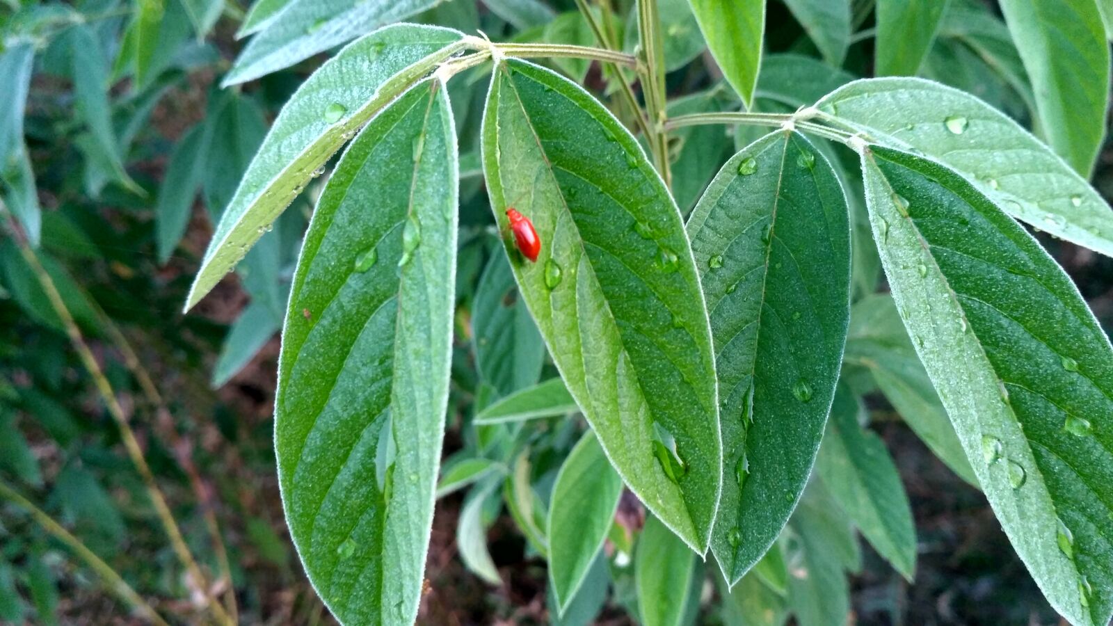 Xiaomi Redmi 3S sample photo. Green leaf, green plant photography