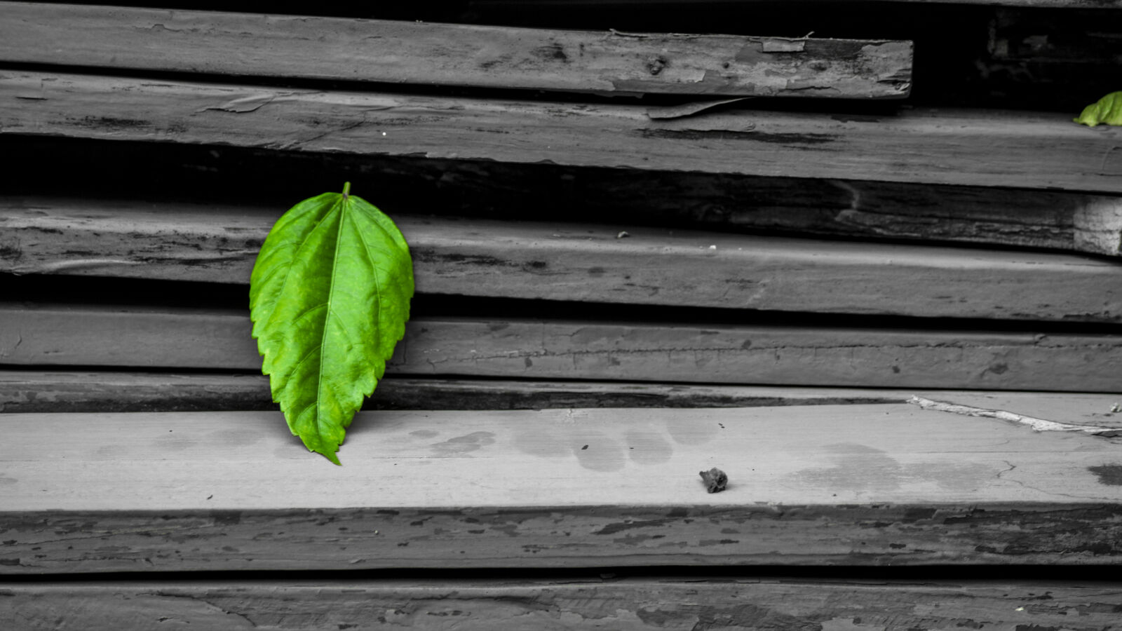 Canon EOS 1200D (EOS Rebel T5 / EOS Kiss X70 / EOS Hi) sample photo. Colorfocus, colorsplash, greenandblack, greenery photography