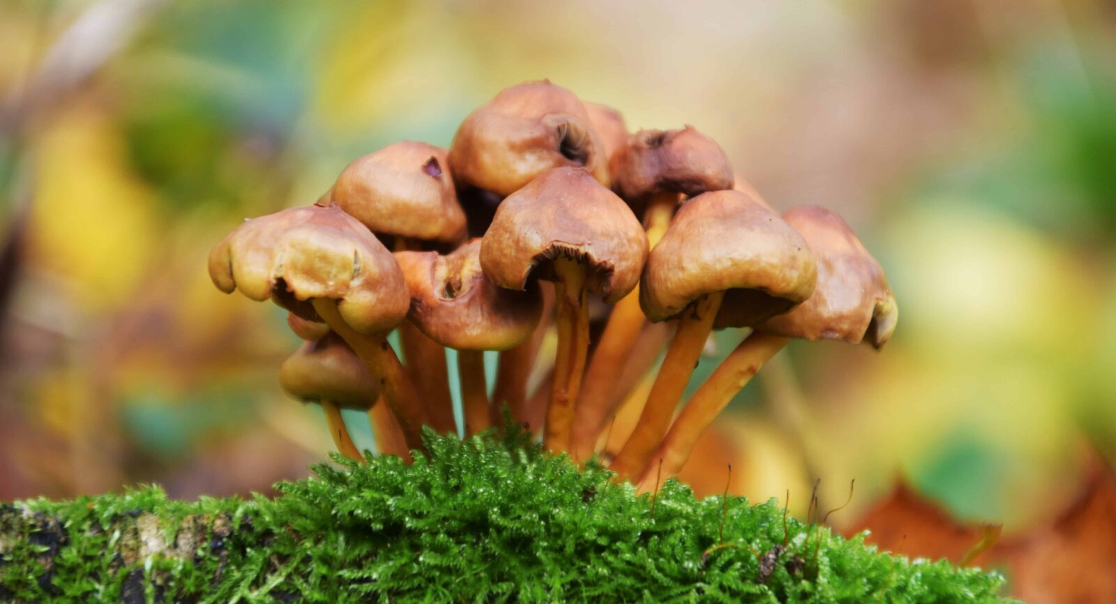 Nikon D3300 sample photo. Vegetable, mushroom, summer, wood photography