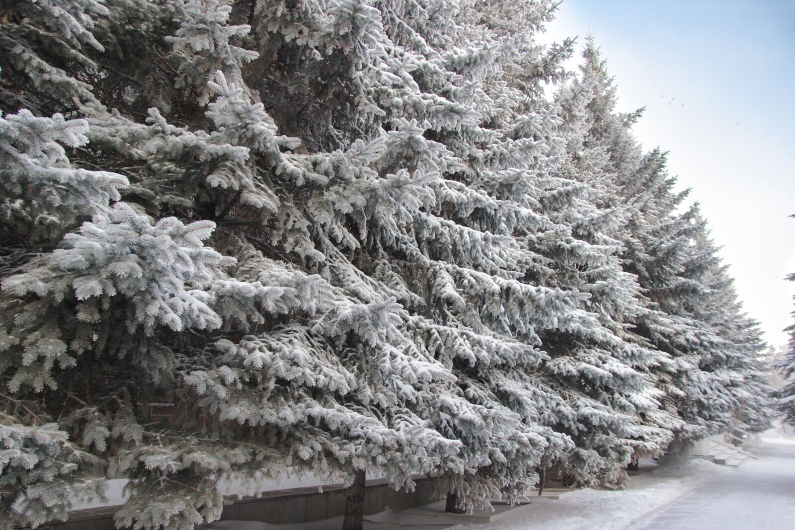 Canon EOS 550D (EOS Rebel T2i / EOS Kiss X4) sample photo. Park, pine, spruce photography