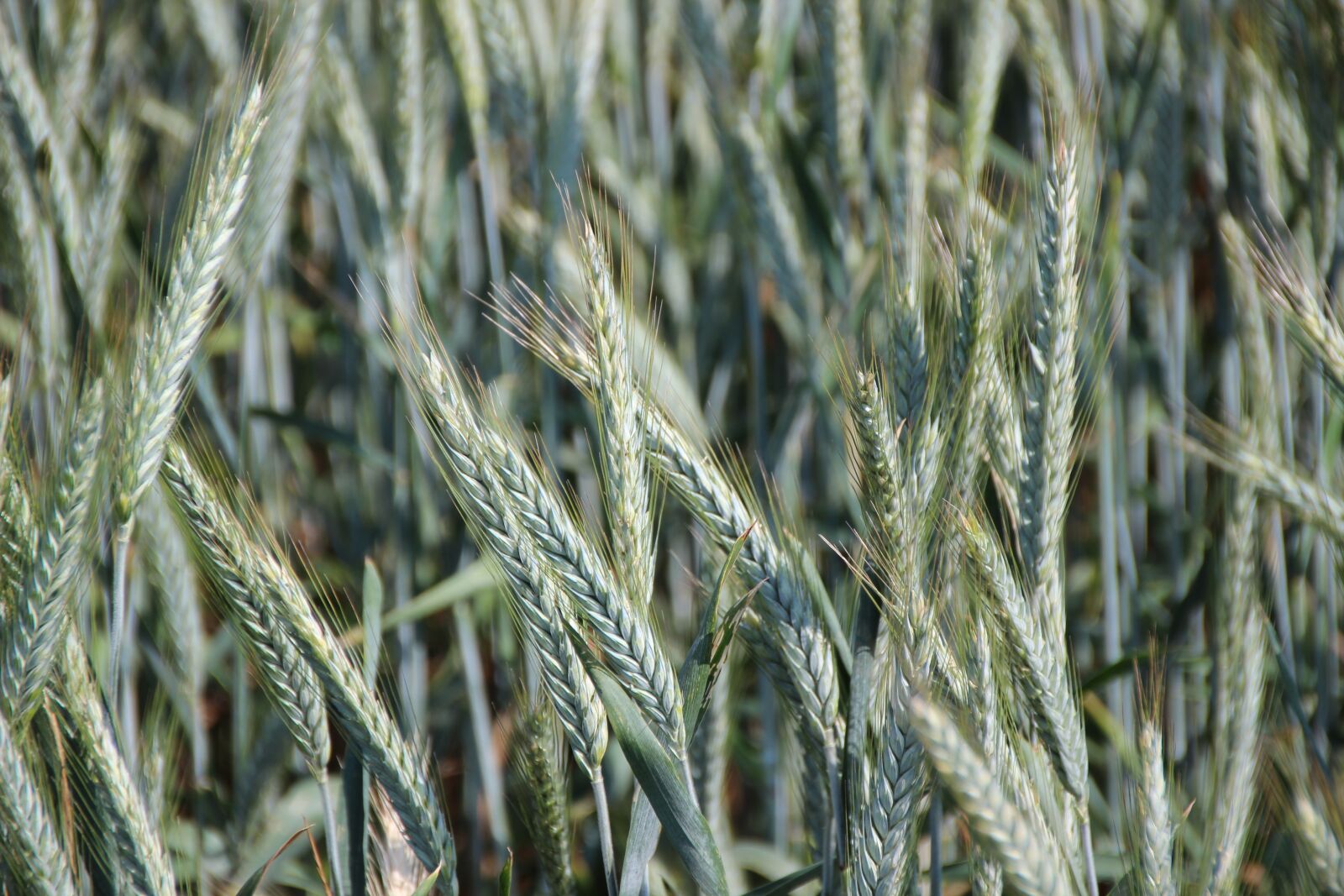 Canon EOS 600D (Rebel EOS T3i / EOS Kiss X5) sample photo. Cereals, spike, green photography