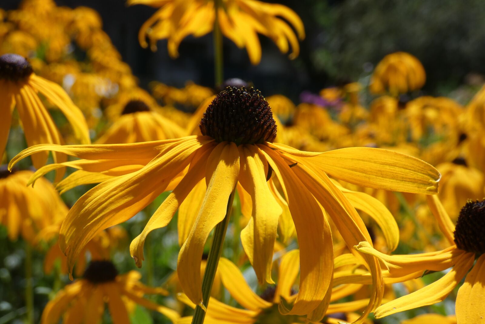 Panasonic DC-FZ83 sample photo. Flowers, yellow, sunshine photography