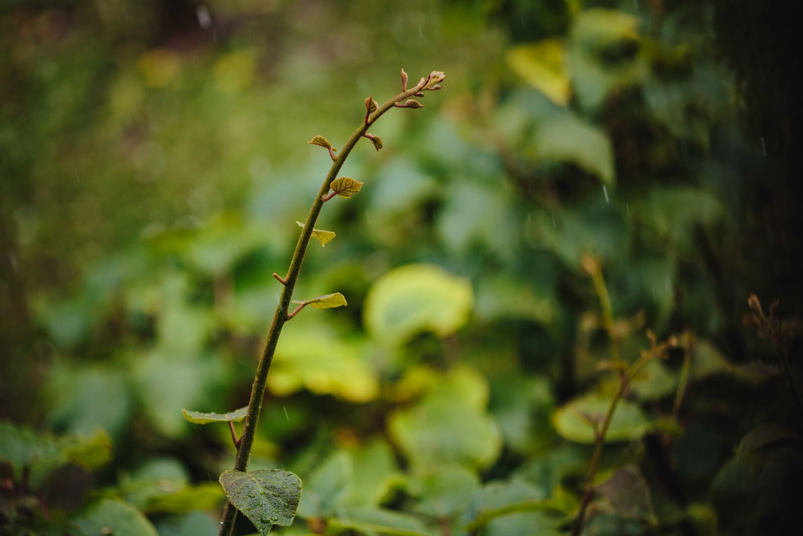 Canon EF 135mm F2L USM sample photo. Rain, spring time, twig photography
