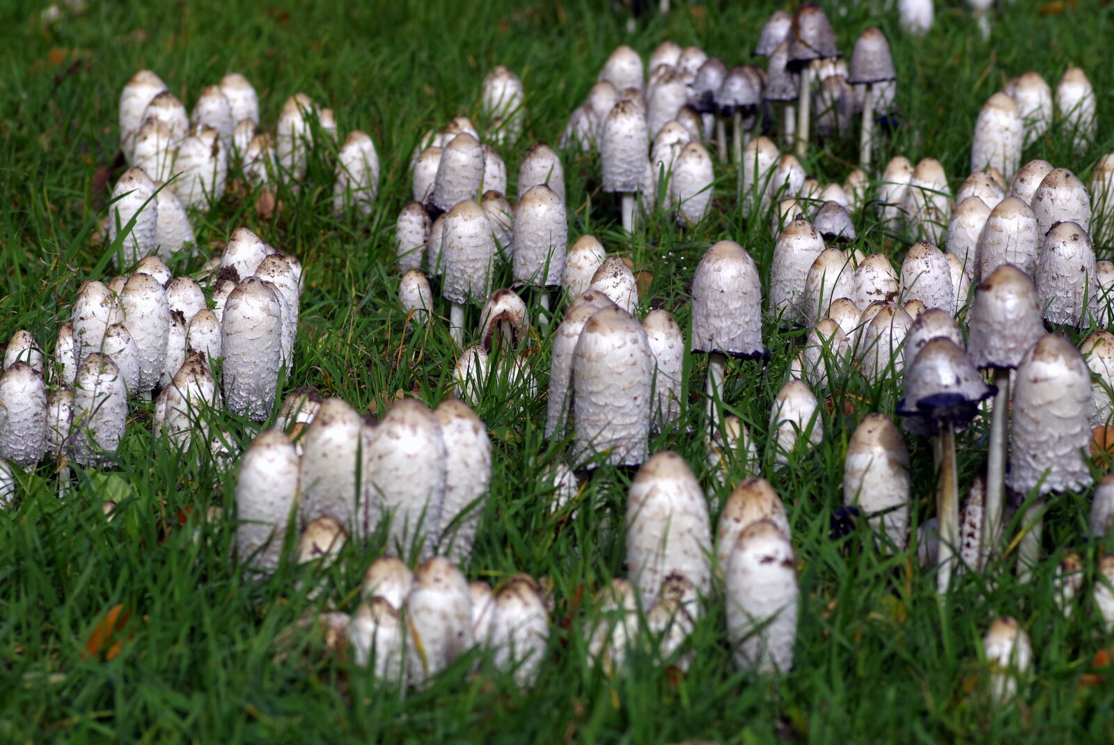 Pentax K-S2 sample photo. Mushrooms, a lot of photography