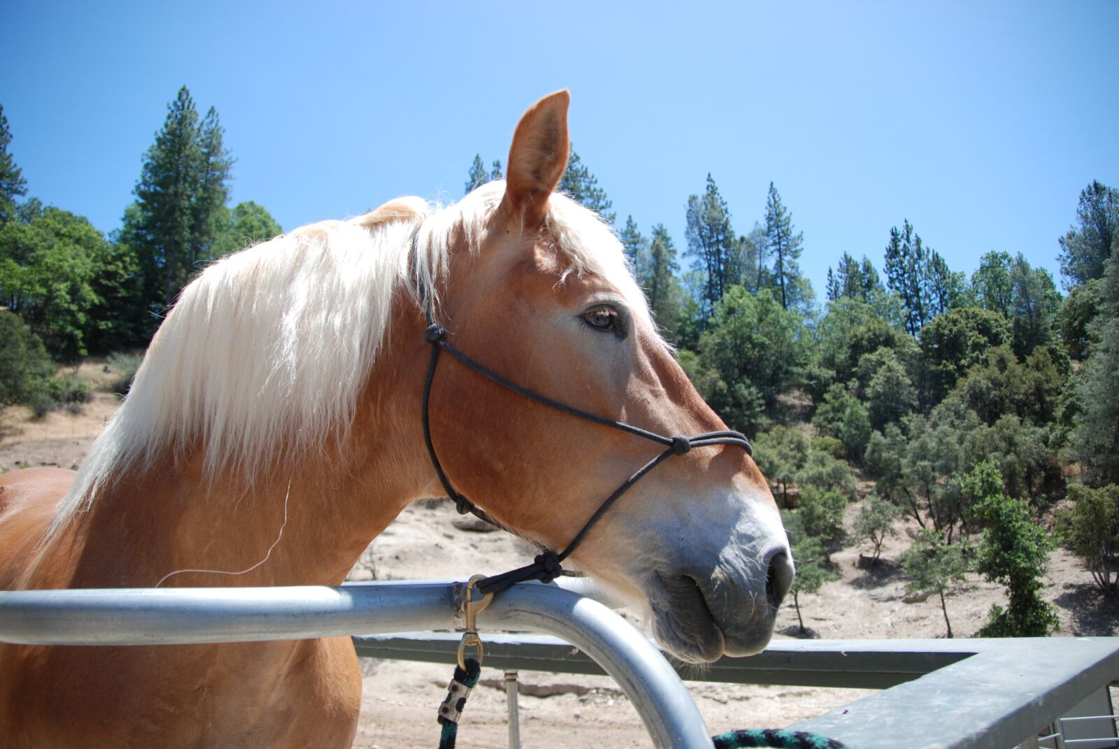 Nikon D60 sample photo. Horse, head, white photography