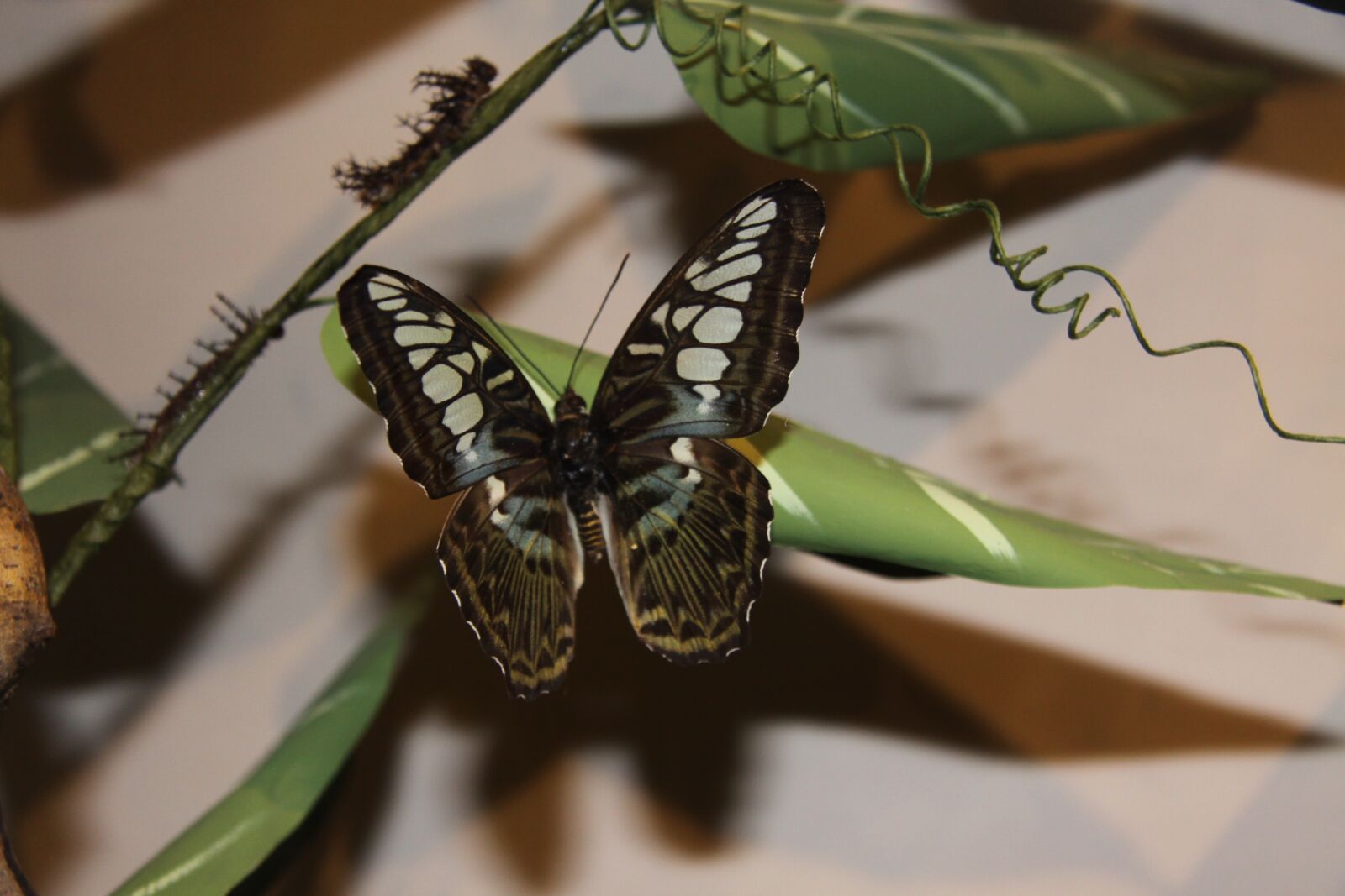 Canon EOS 50D sample photo. Nature, butterfly, thailand photography
