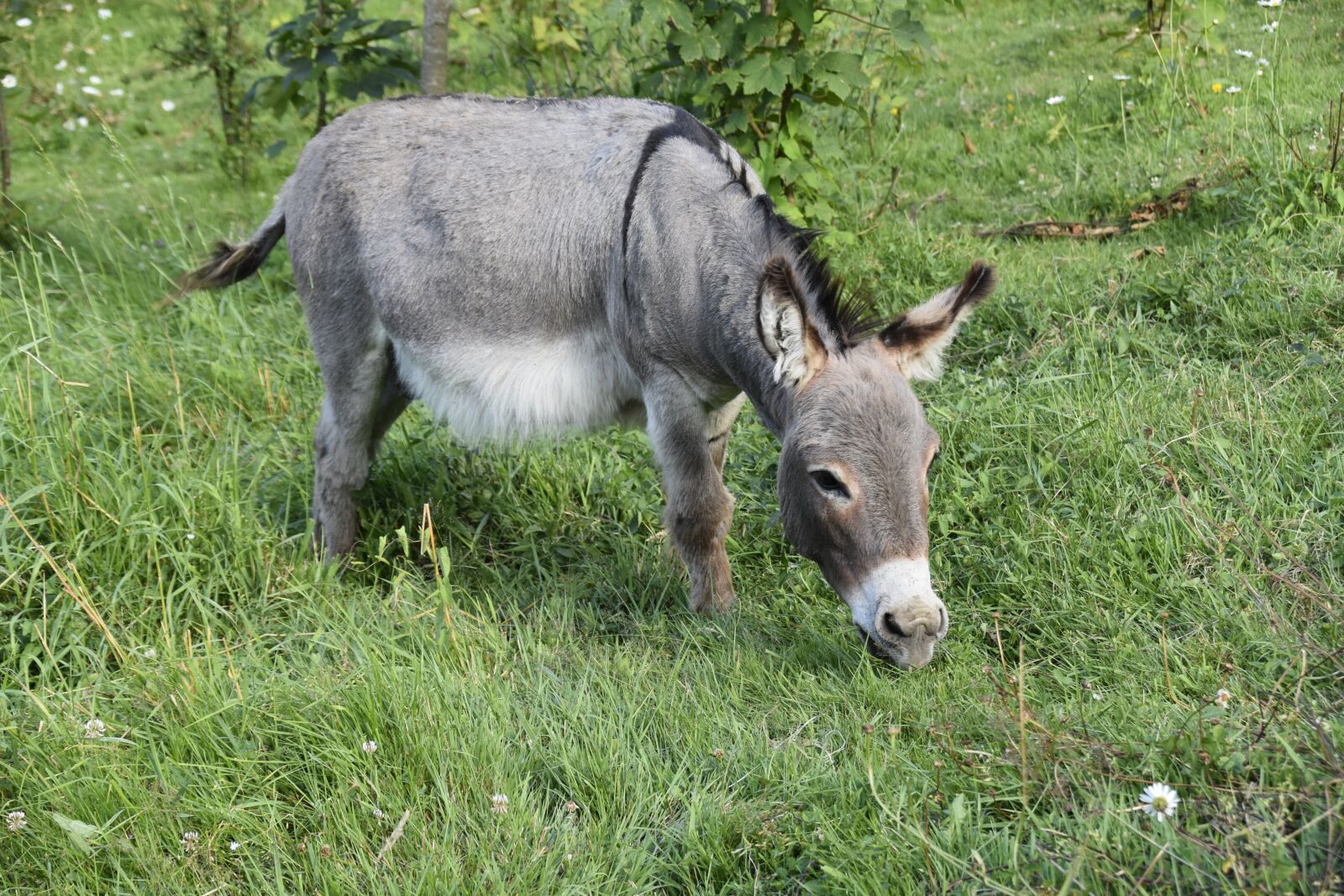 Nikon D5600 sample photo. Donkey, donkey miniature, equine photography